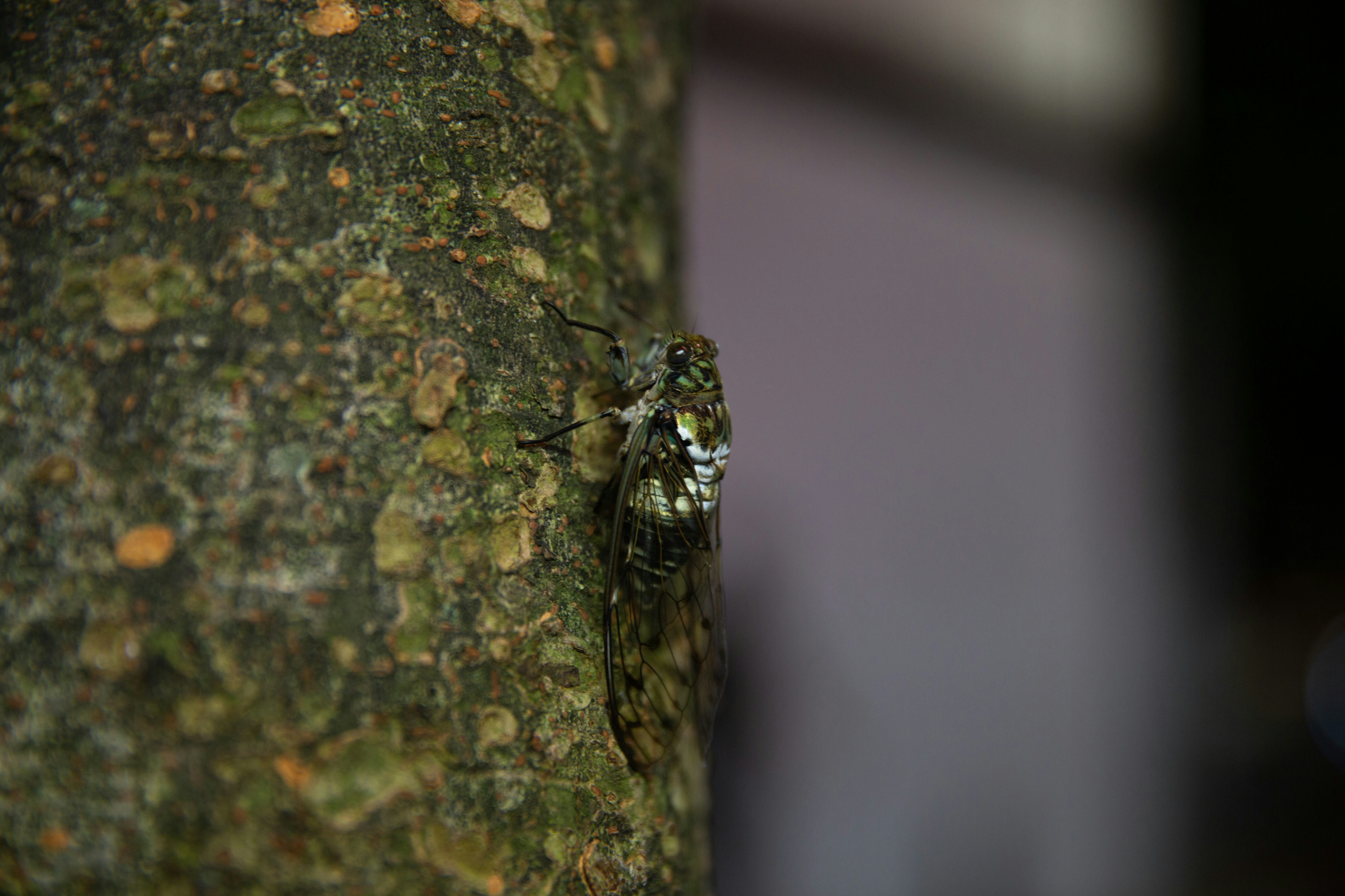 A cicada clings to a textured tree trunk.
