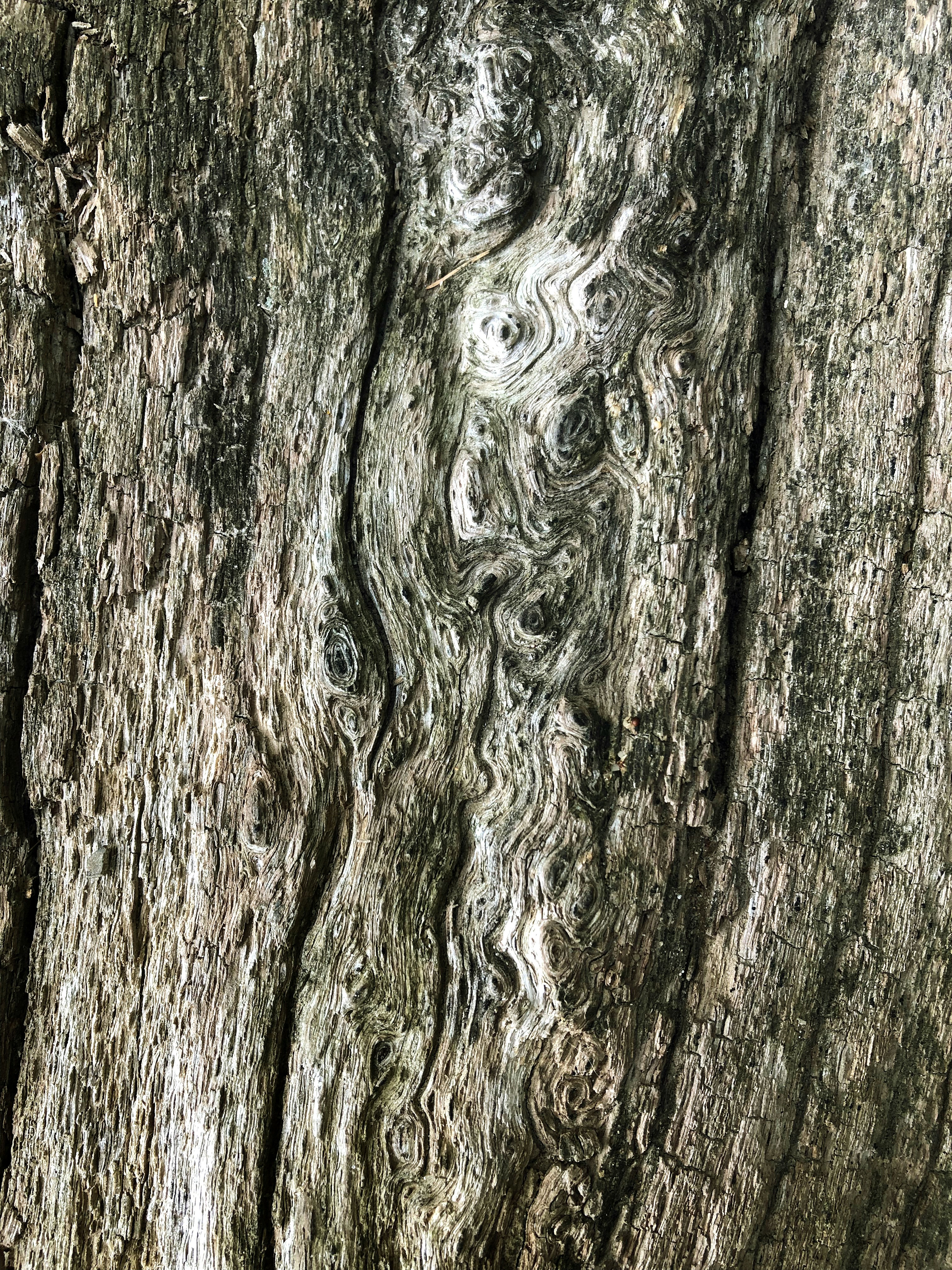 Close-up texture of weathered, gnarled tree bark.