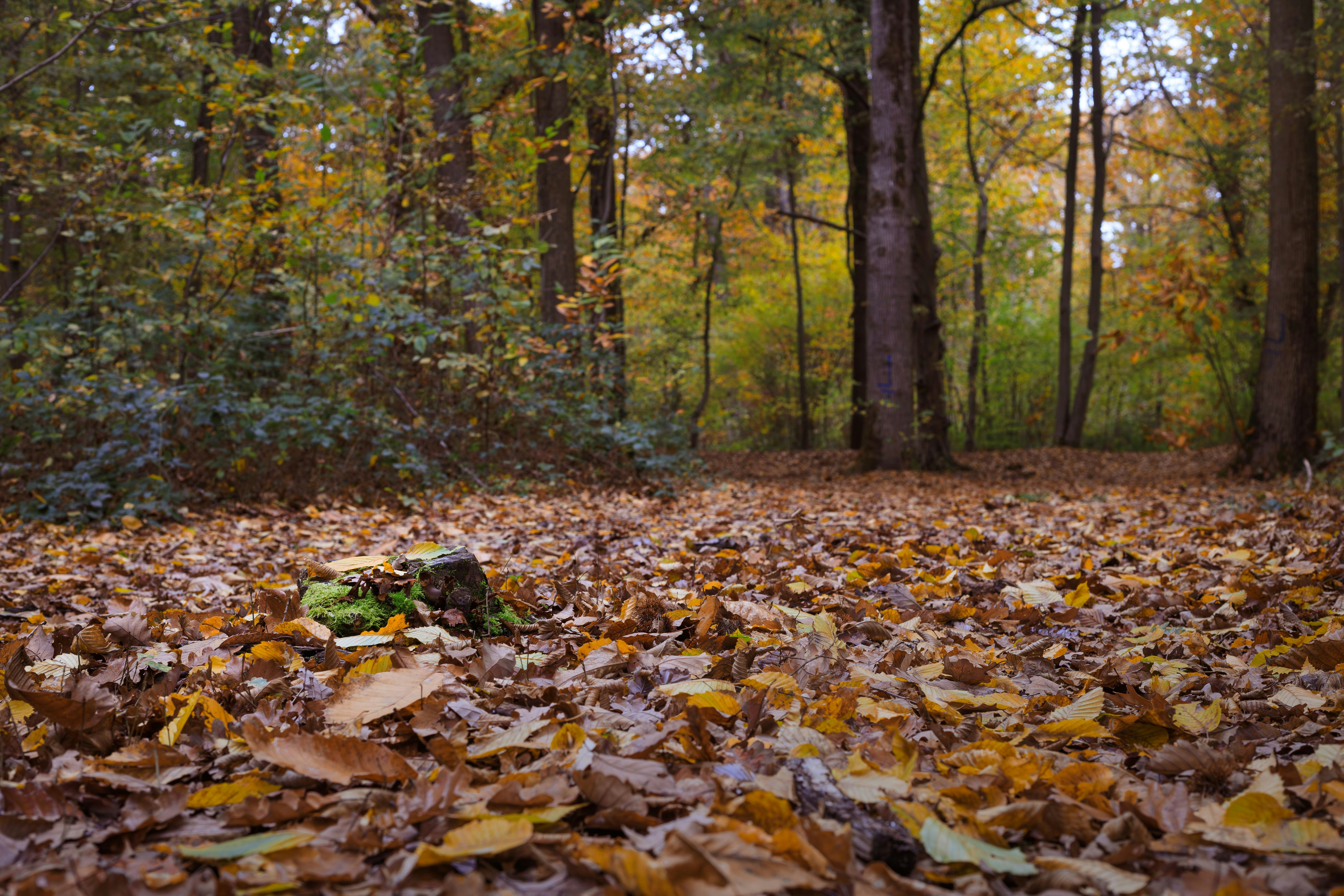 Autumn forest floor covered in fallen leaves