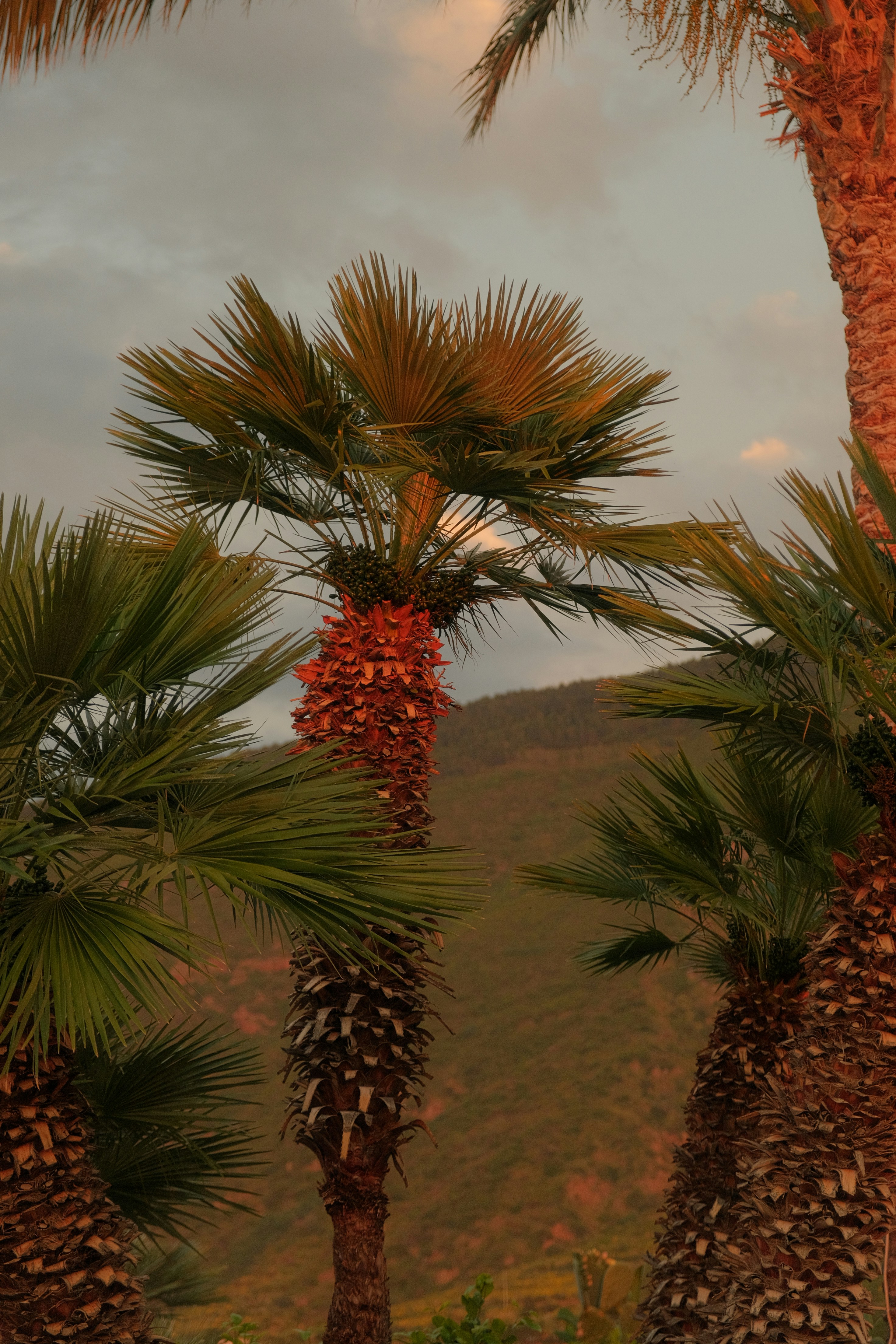Palm trees against a dusky mountain landscape.