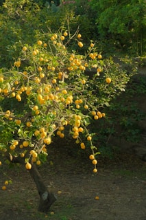 A lemon tree laden with ripe yellow fruit.