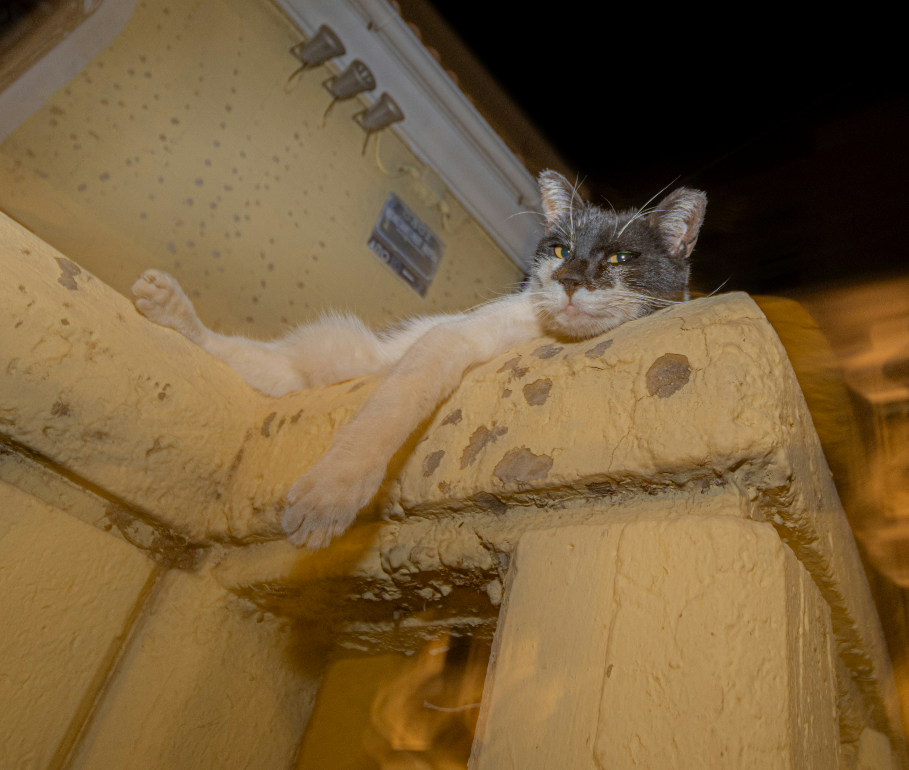 What Vets Don't Tell You: Dr. Richter's Pet Health & Wellness Secrets