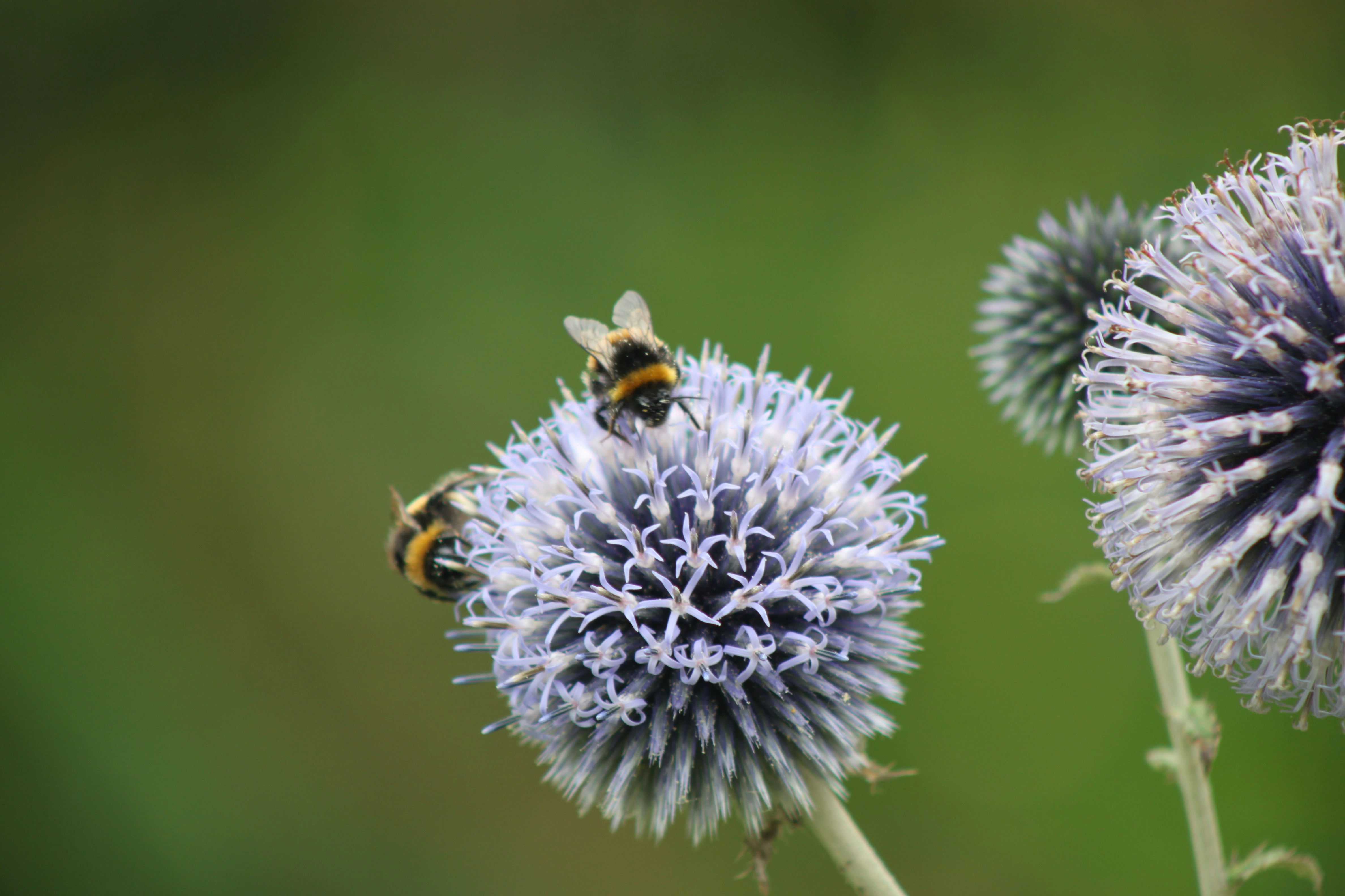 Photo by rubyphotography