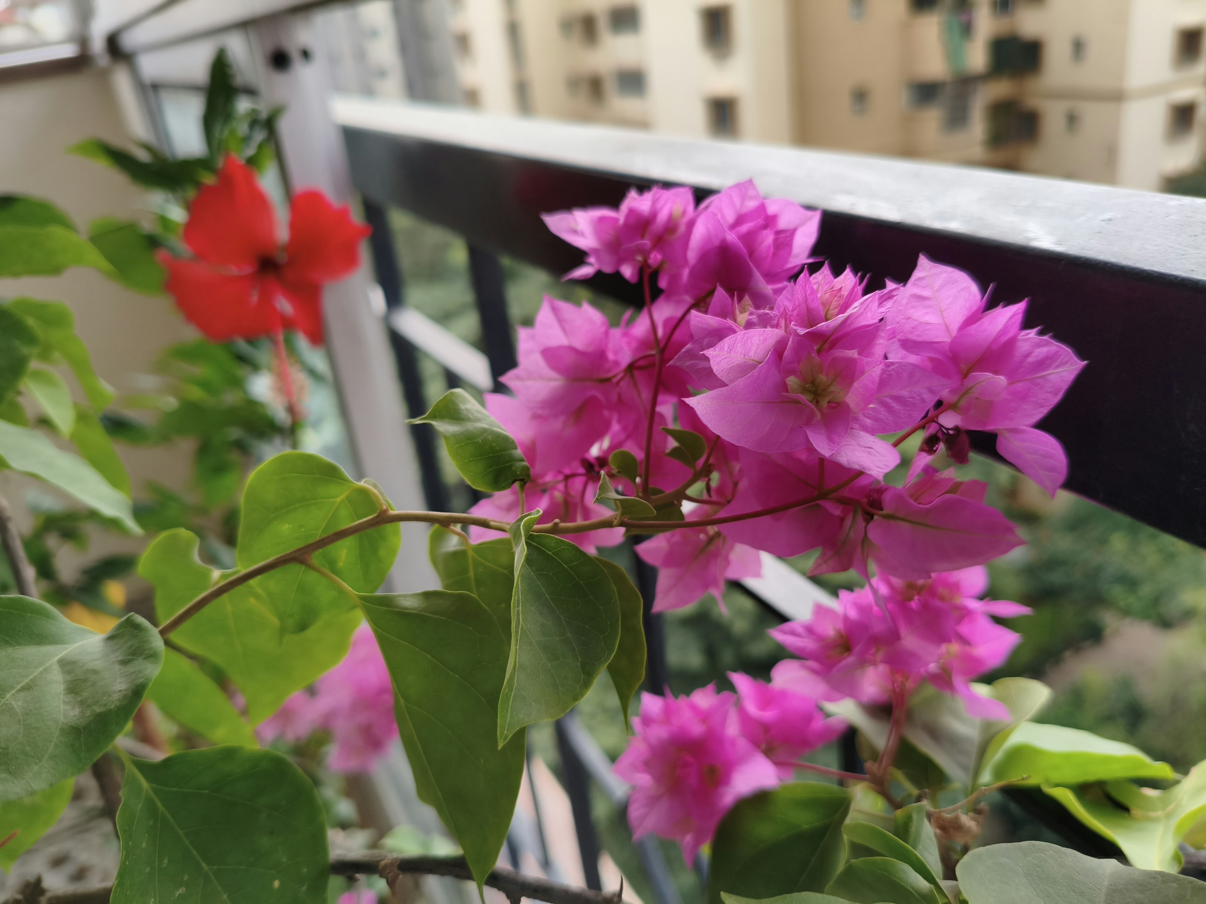 Des fleurs de bougainvilliers roses fleurissent sur un balcon.