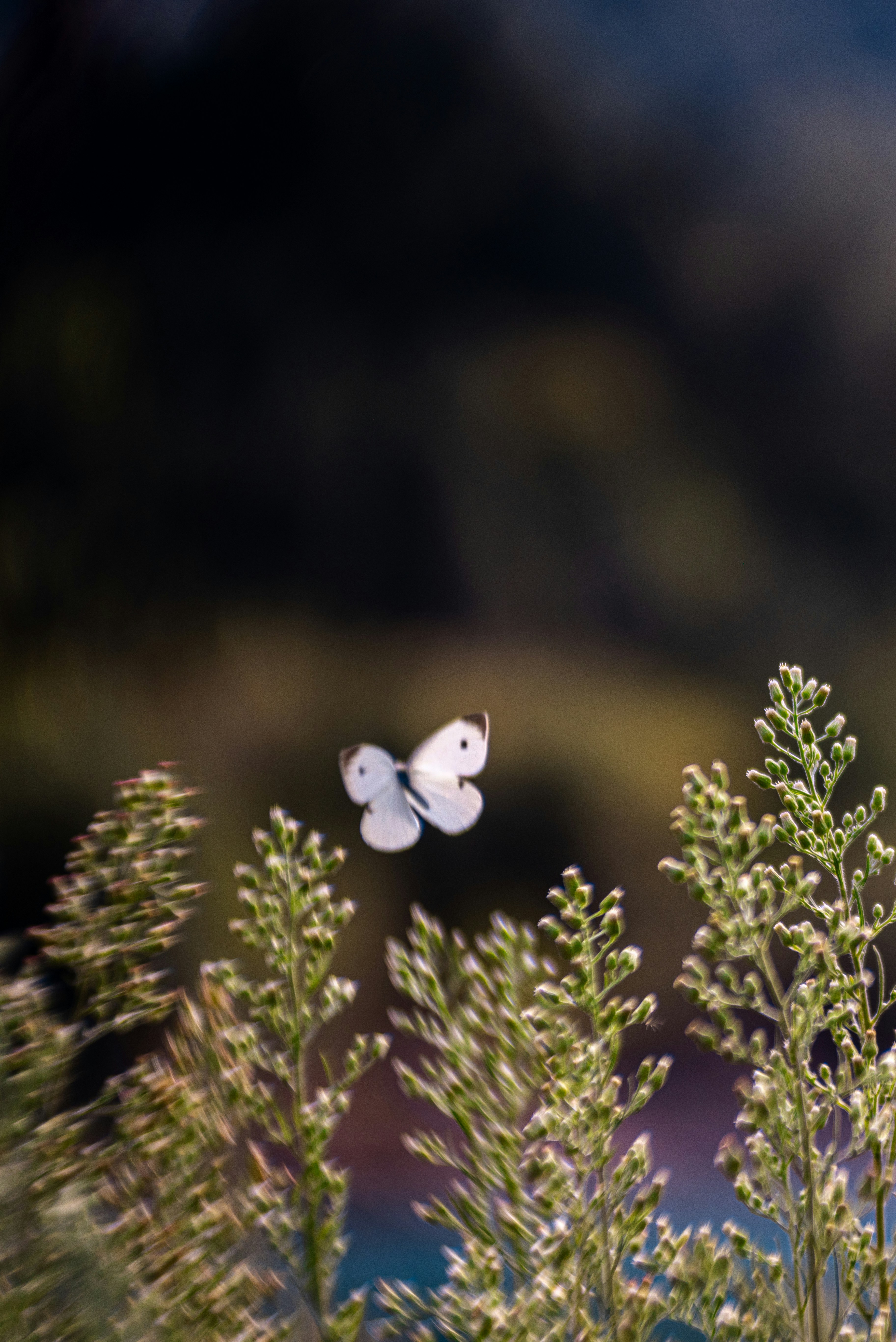 Una farfalla bianca vola sopra le piante verdi.