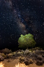 Milky way galaxy above a lone tree at night.