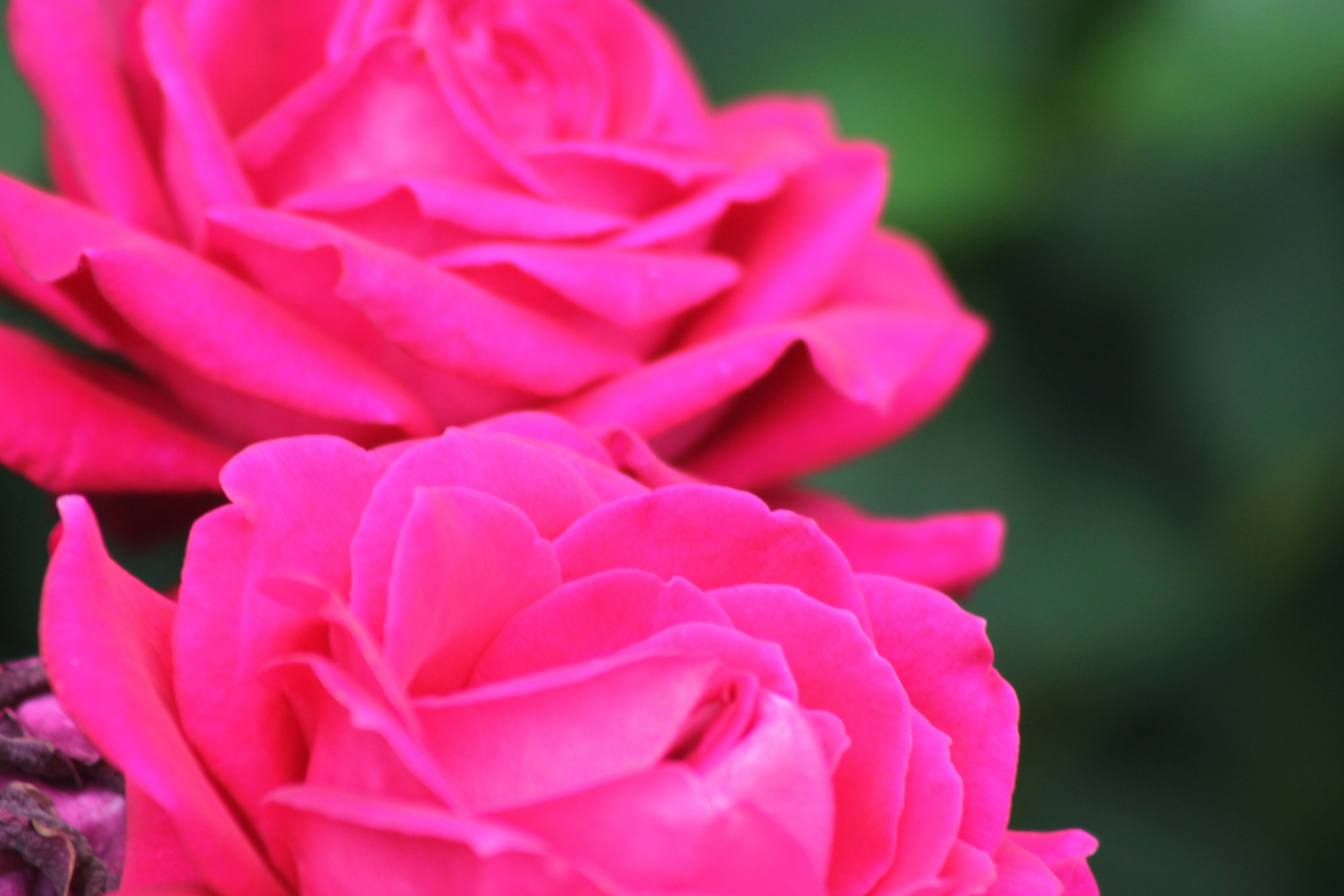 Photo by rubyphotography