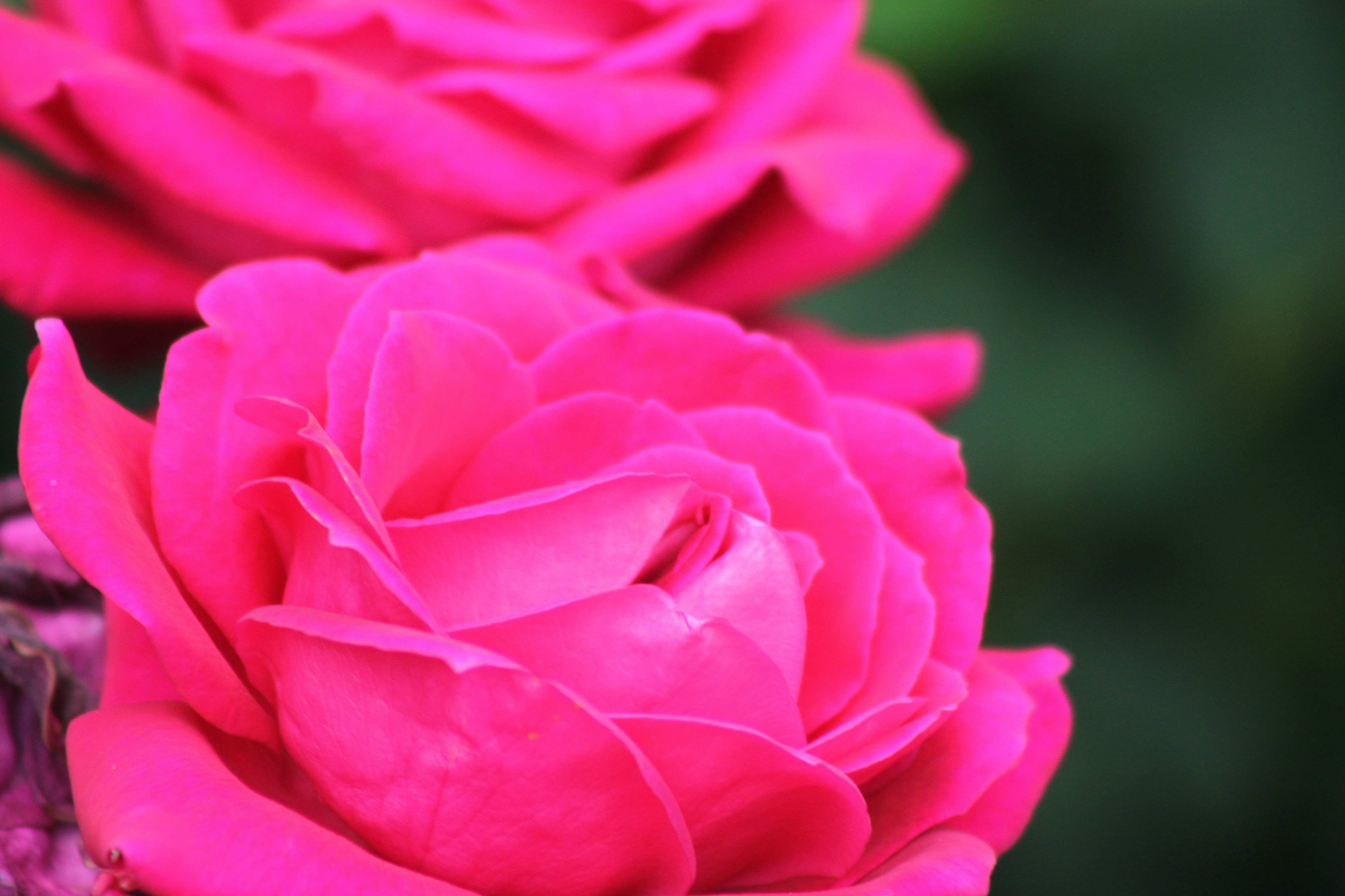 Photo by rubyphotography