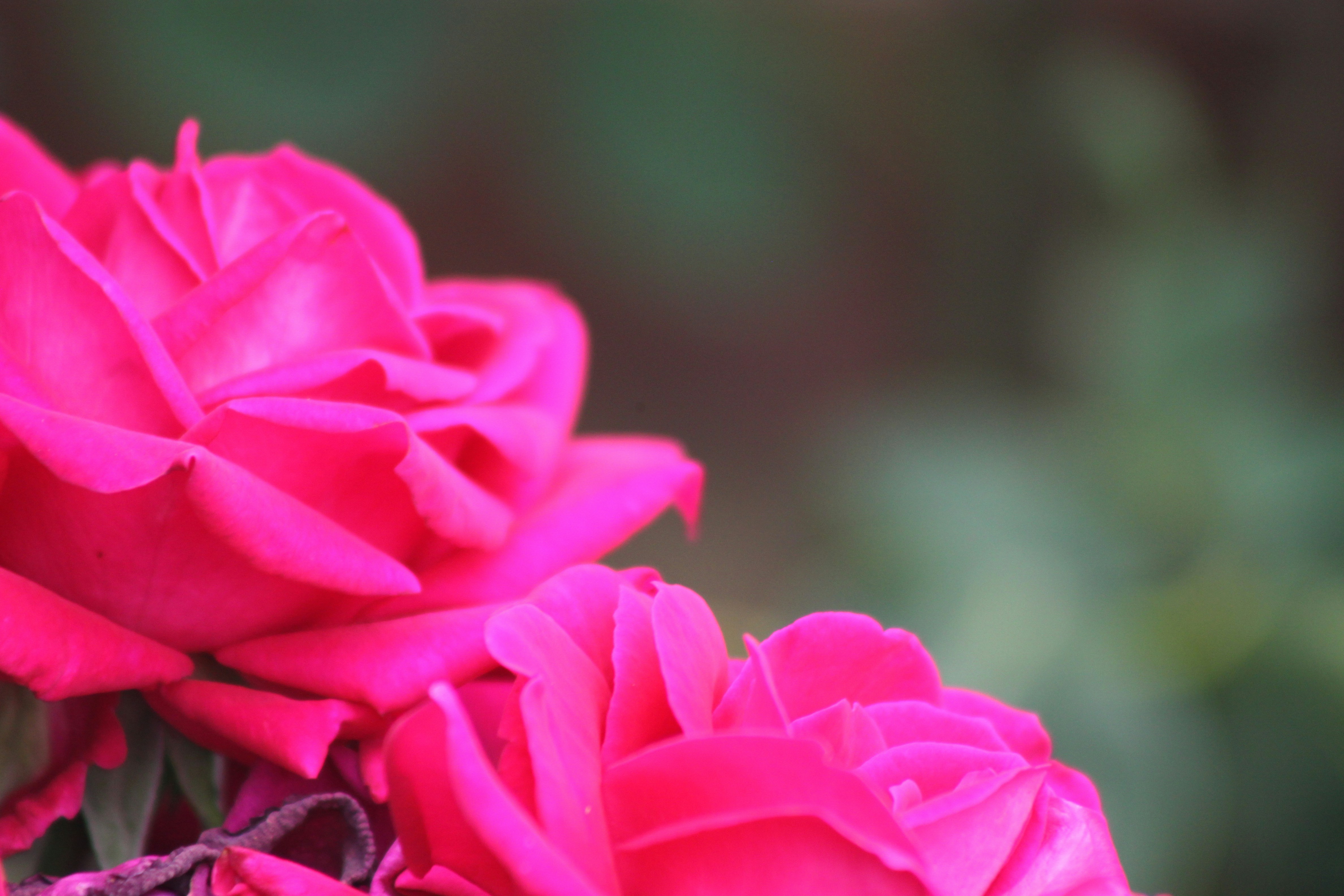 Photo by rubyphotography