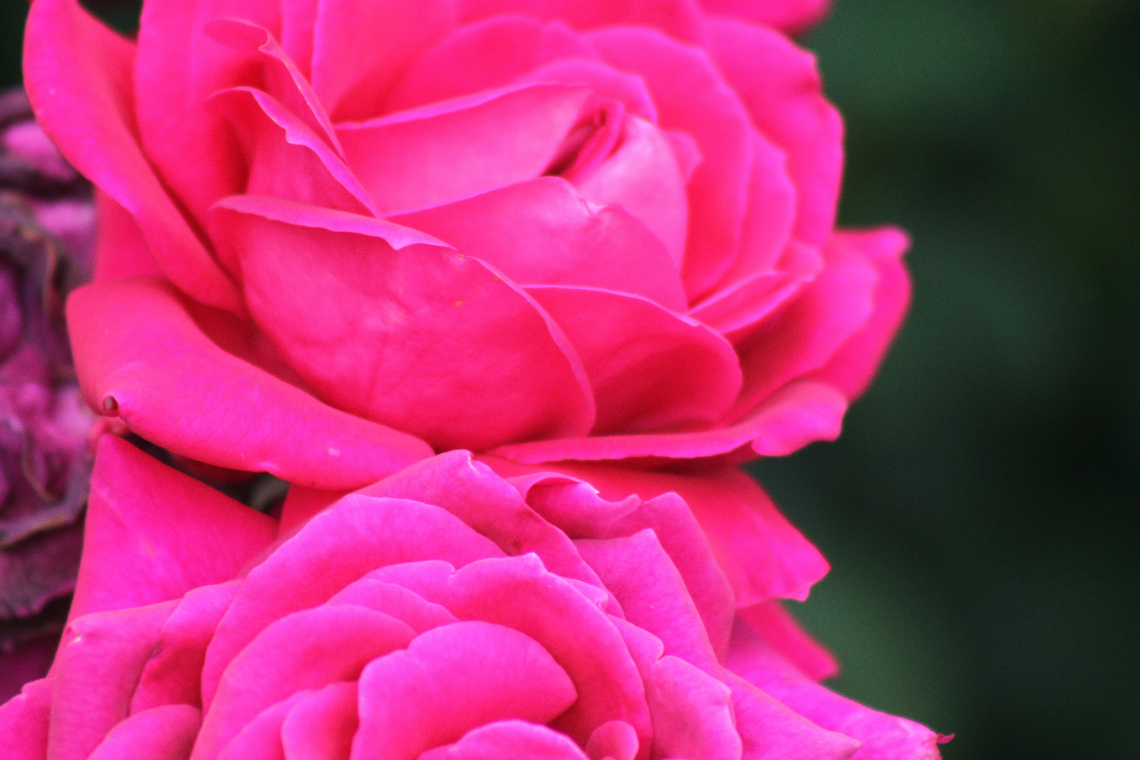 Photo by rubyphotography