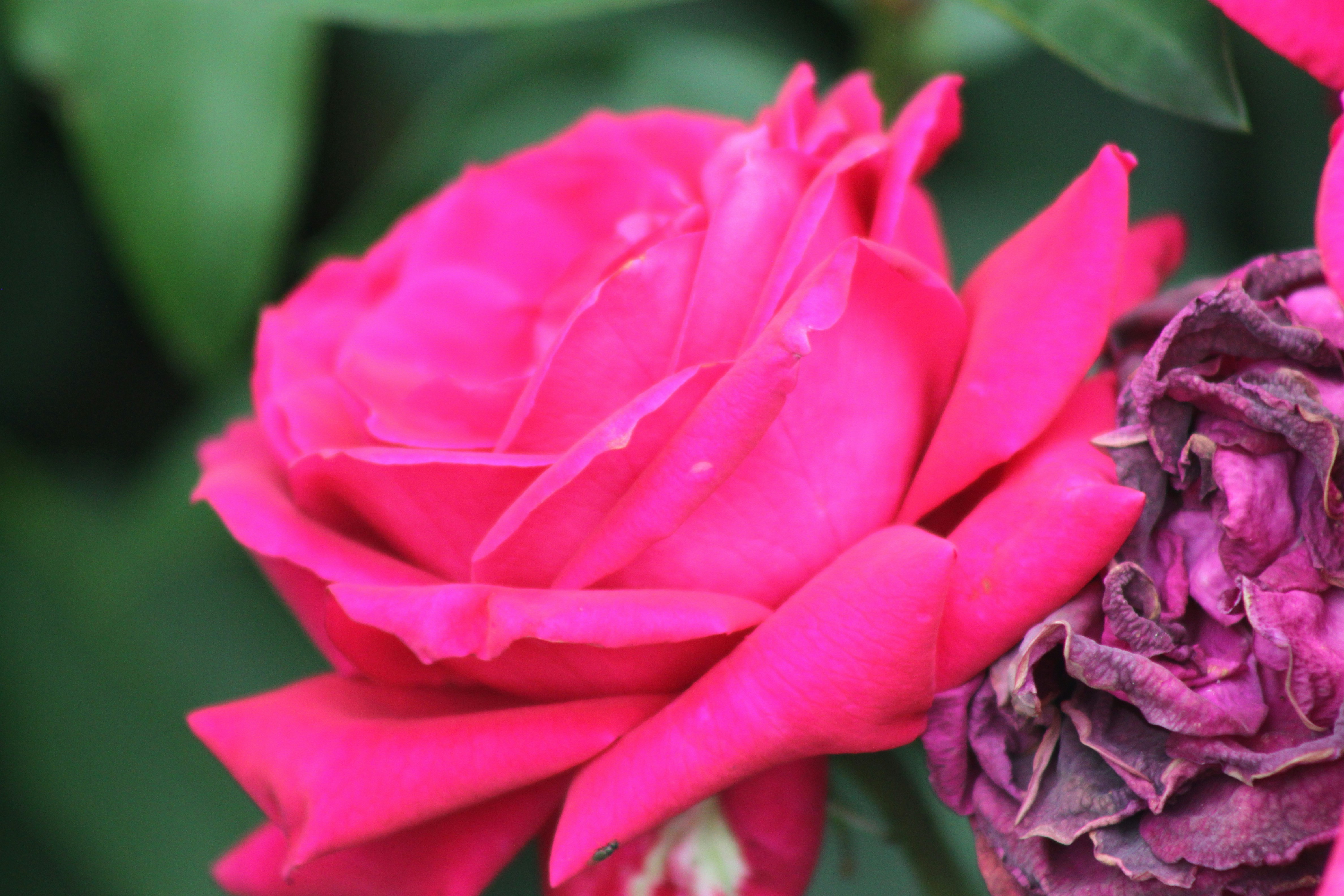 Photo by rubyphotography