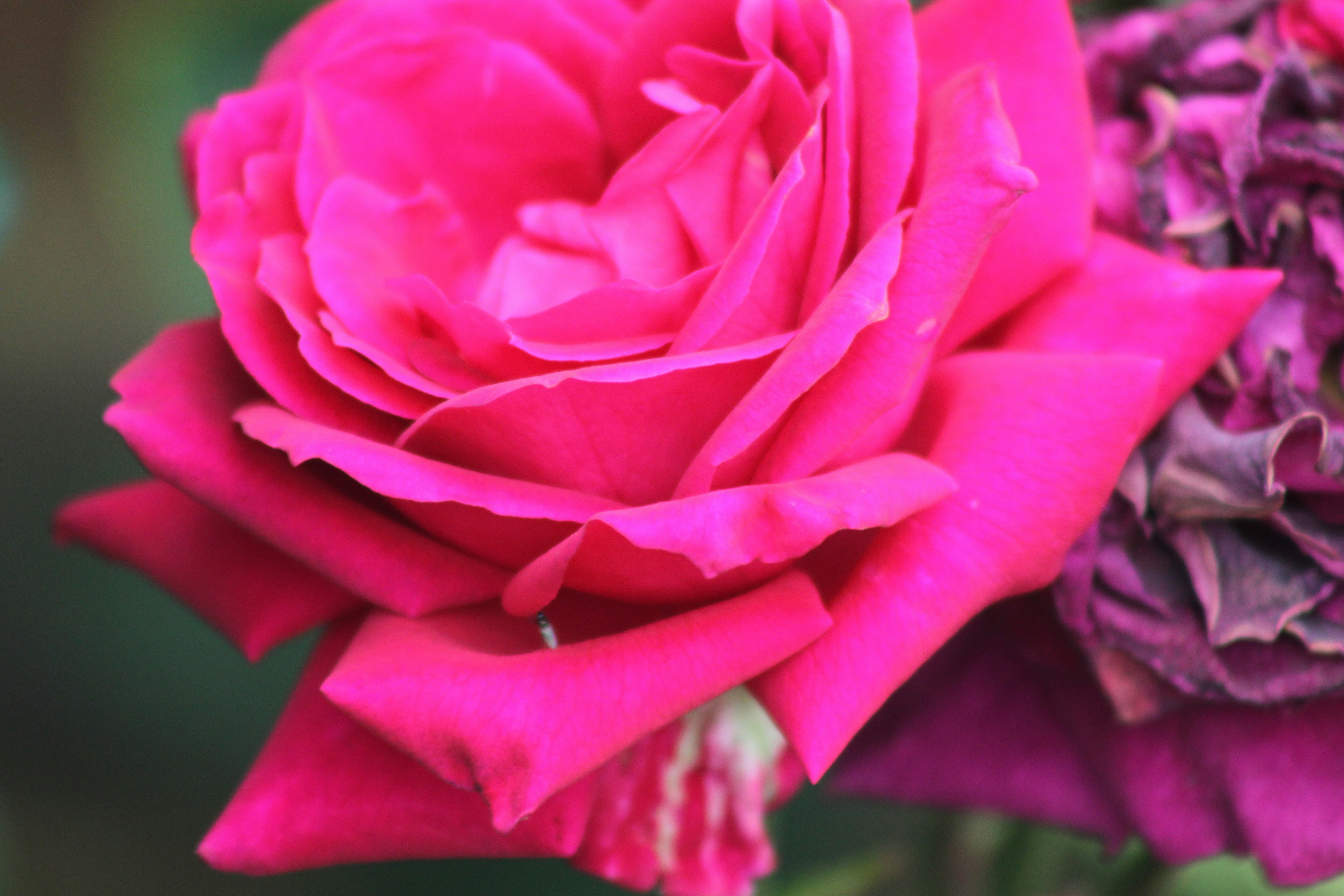 Photo by rubyphotography