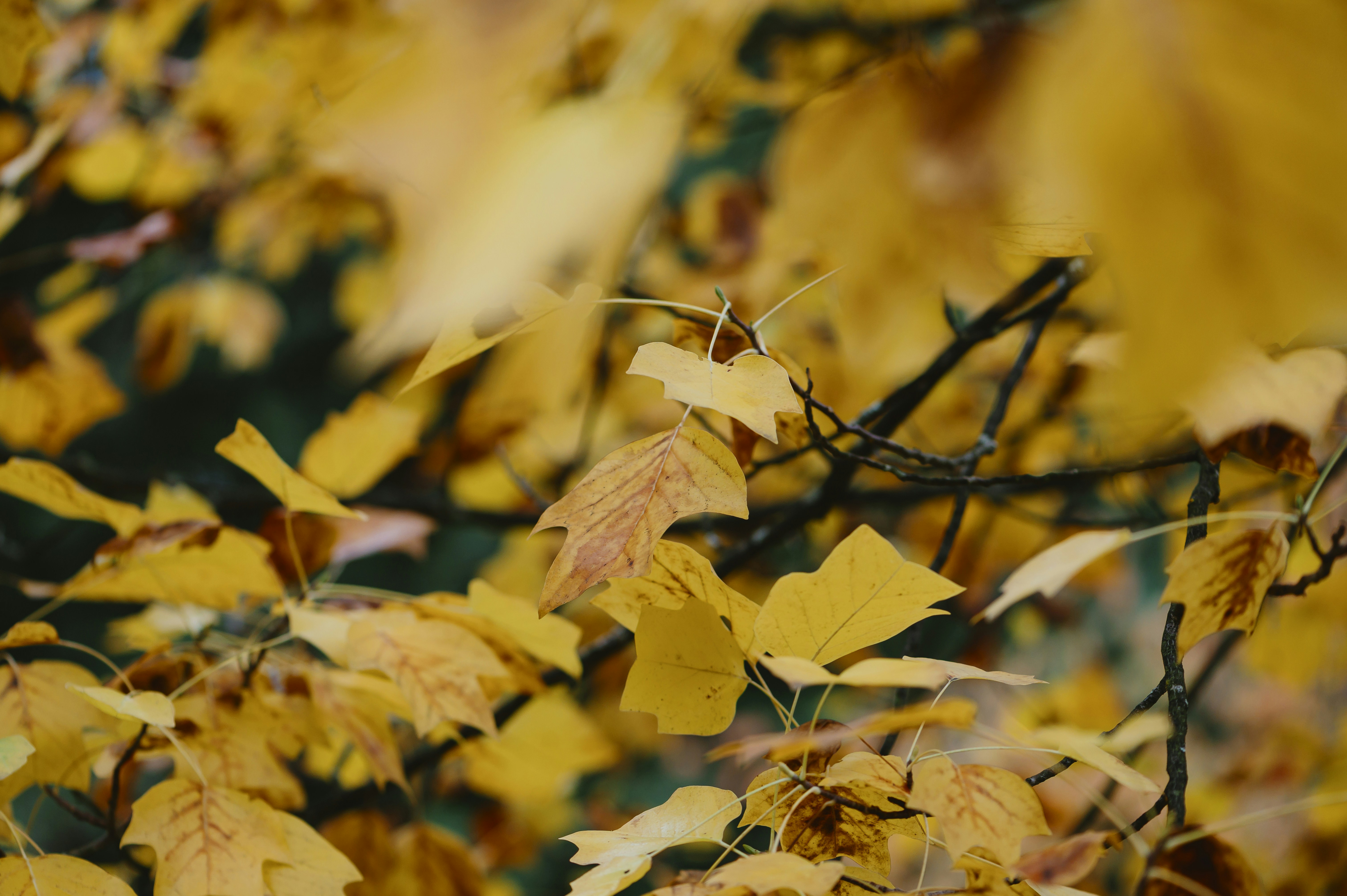 Photo by albertstoynov