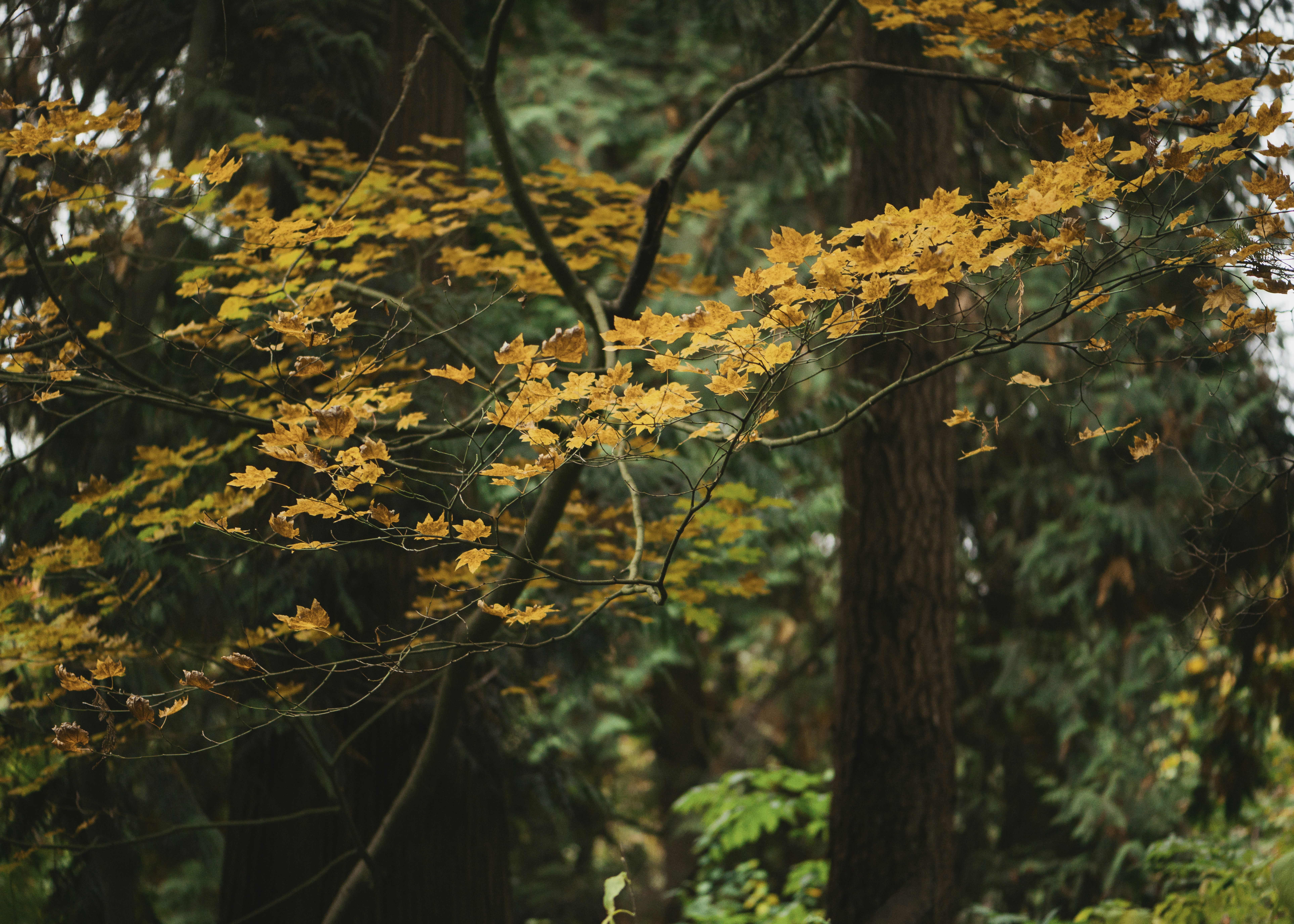 Photo by albertstoynov