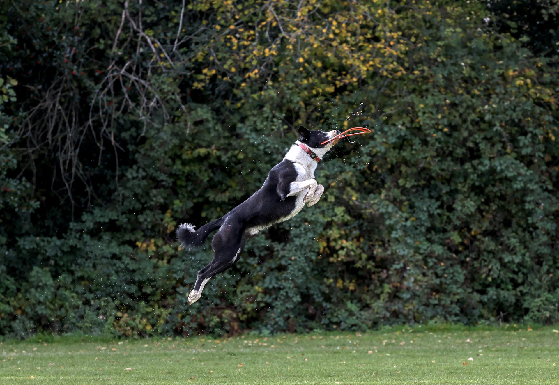 A black and white dog leaps to catch a frisbee.