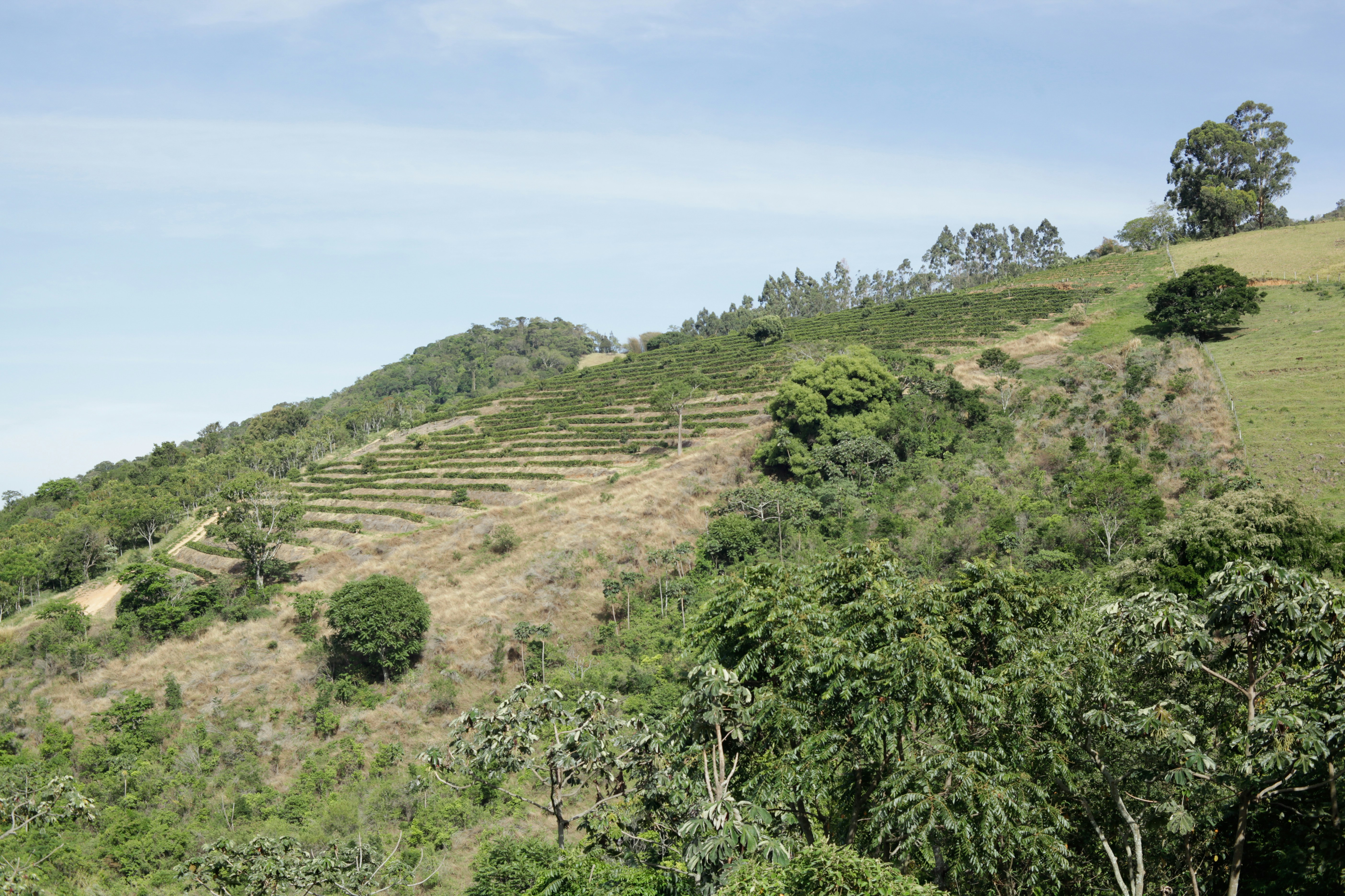 coffee farming landscape