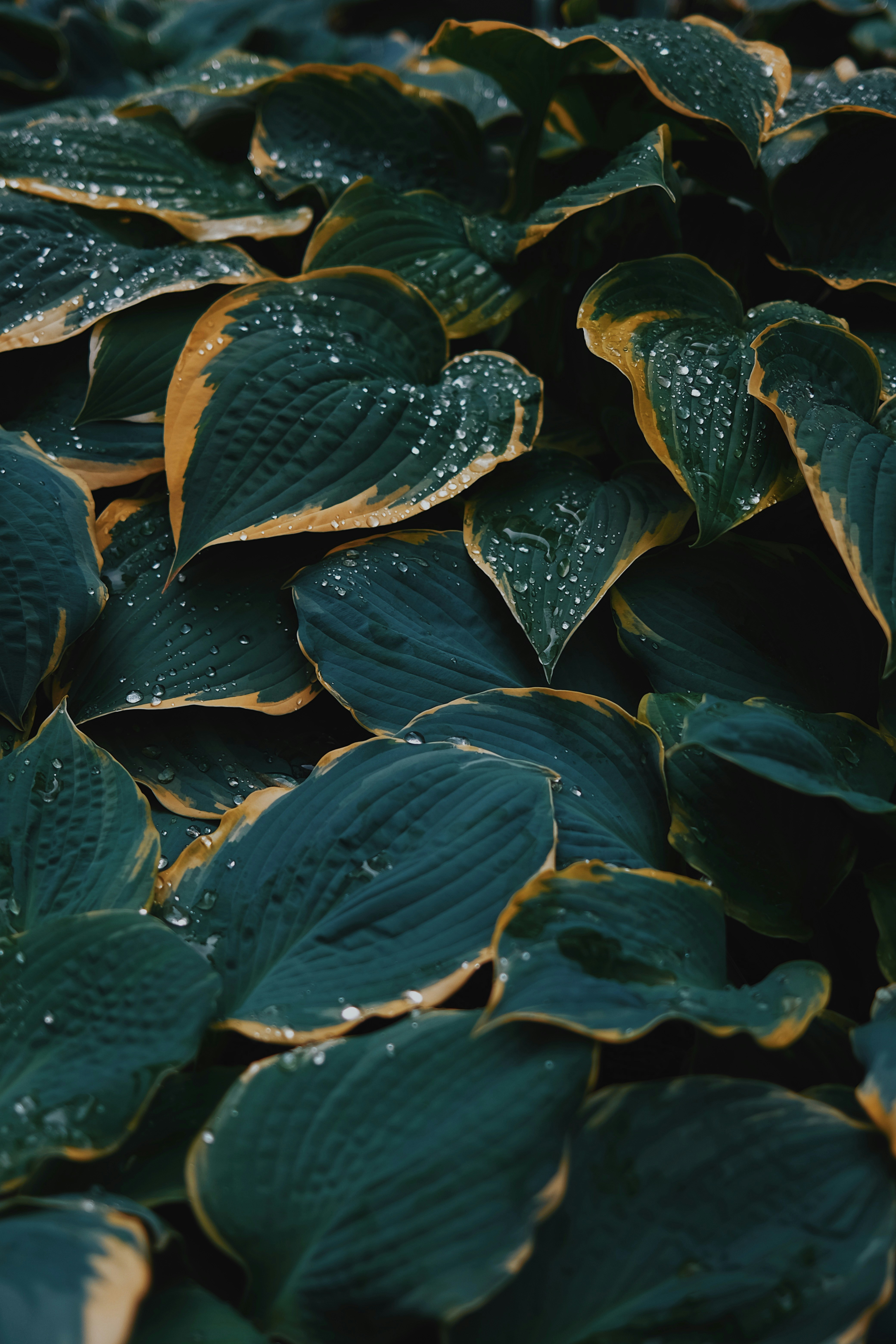 Dark green leaves with yellow edges and water droplets.