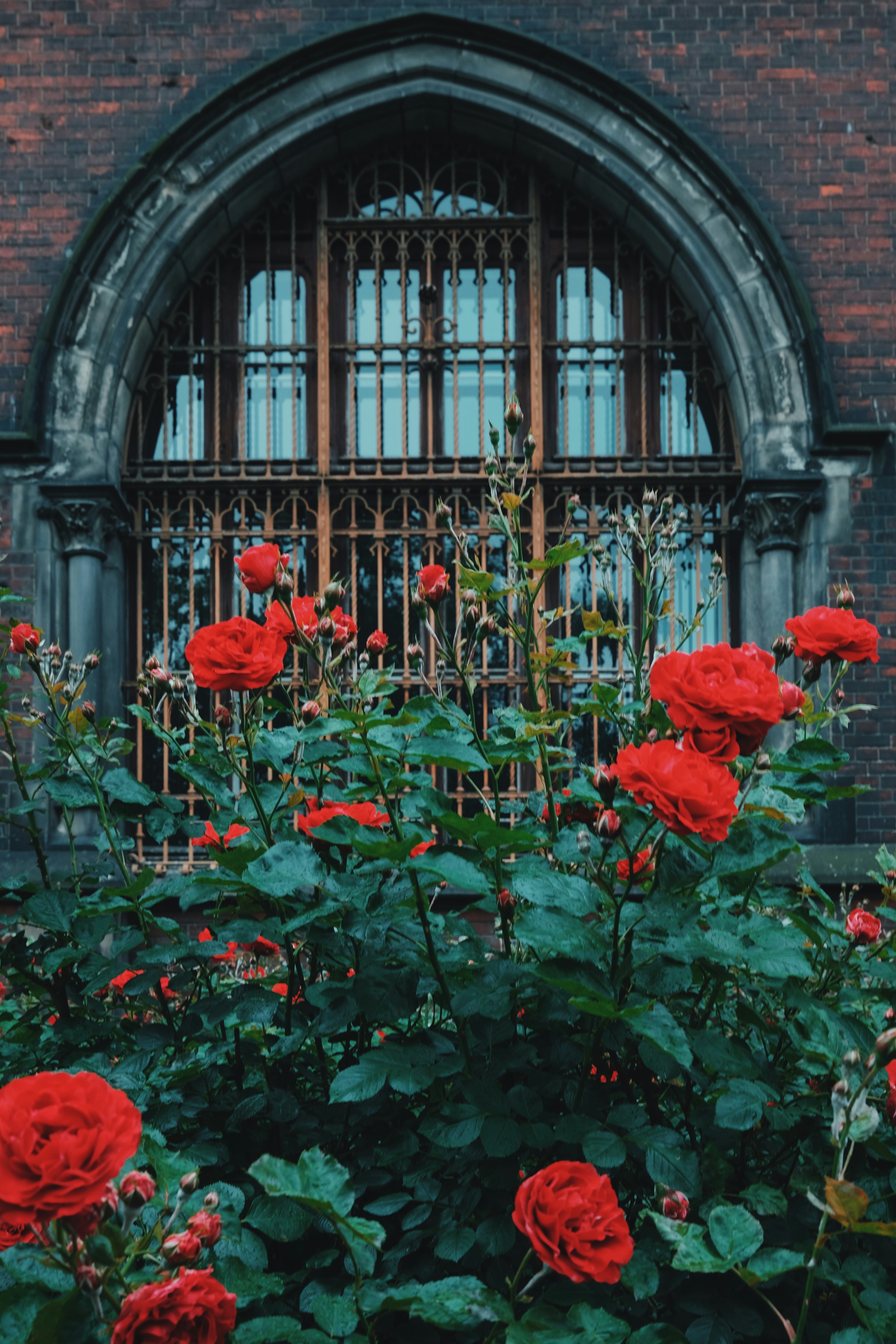 Red roses in front of a gothic arched window