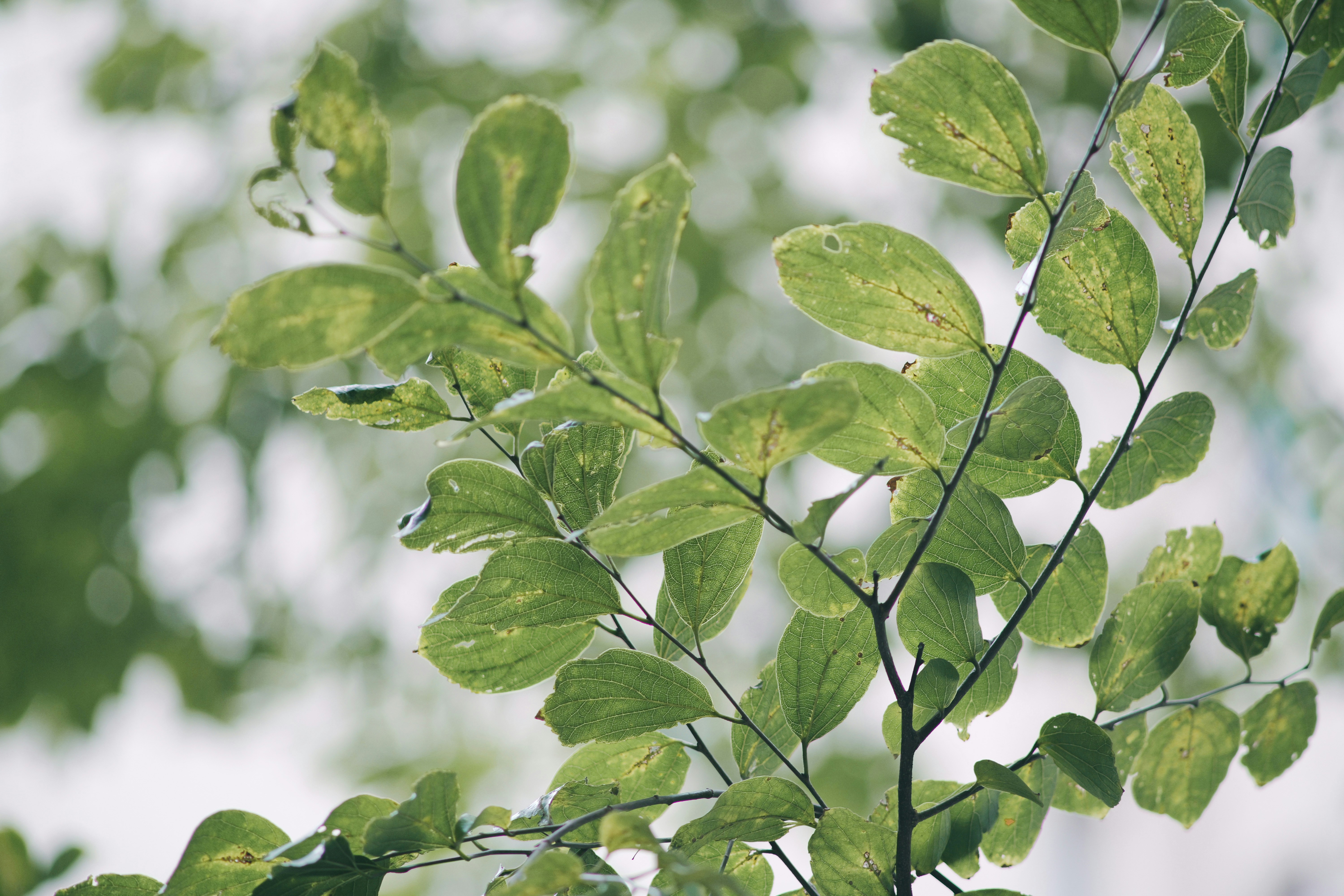 Green leaves on a tree branch with bokeh background blur