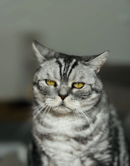 Gato con cara de que no le gusta su comida