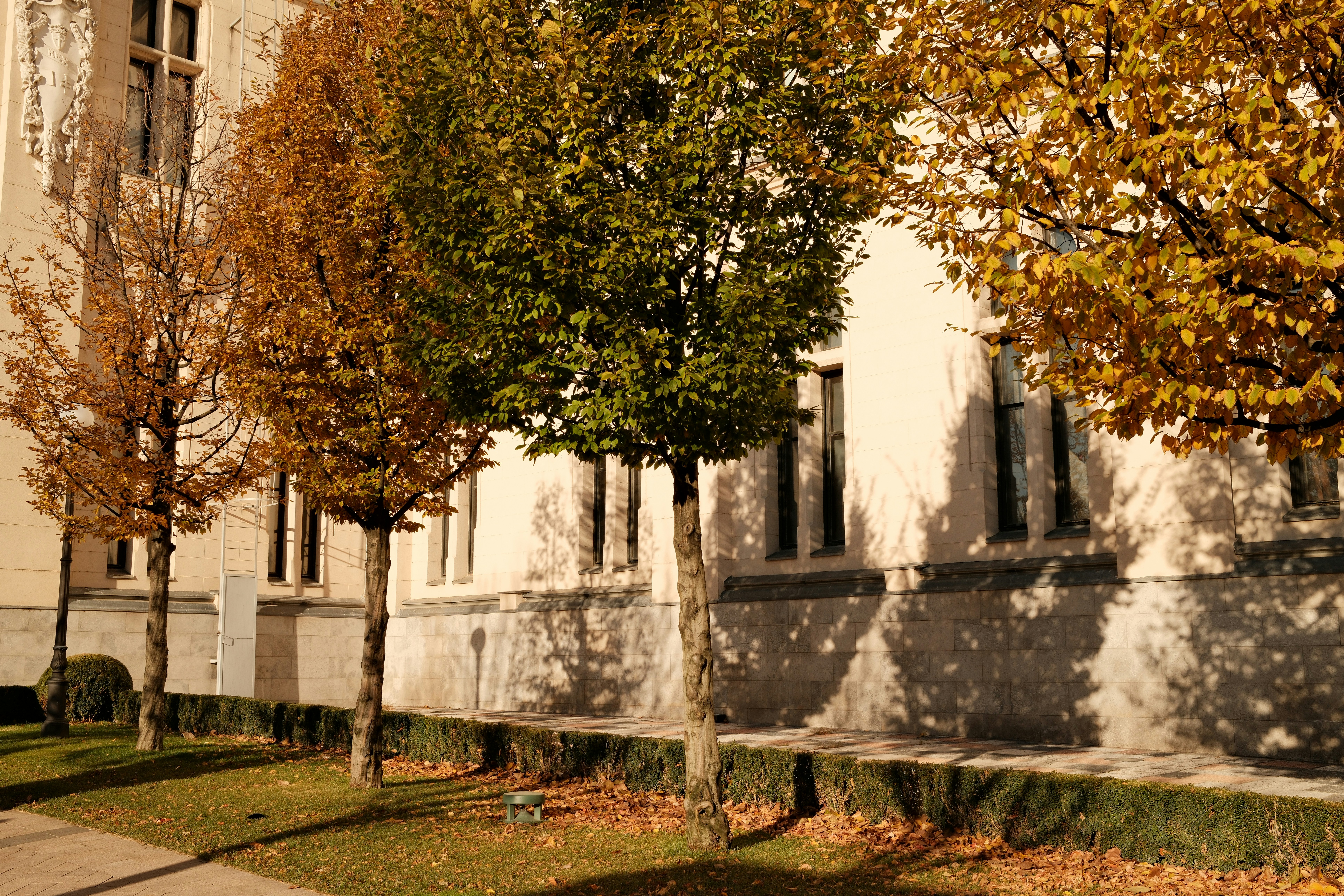 Trees with autumn leaves in front of a building