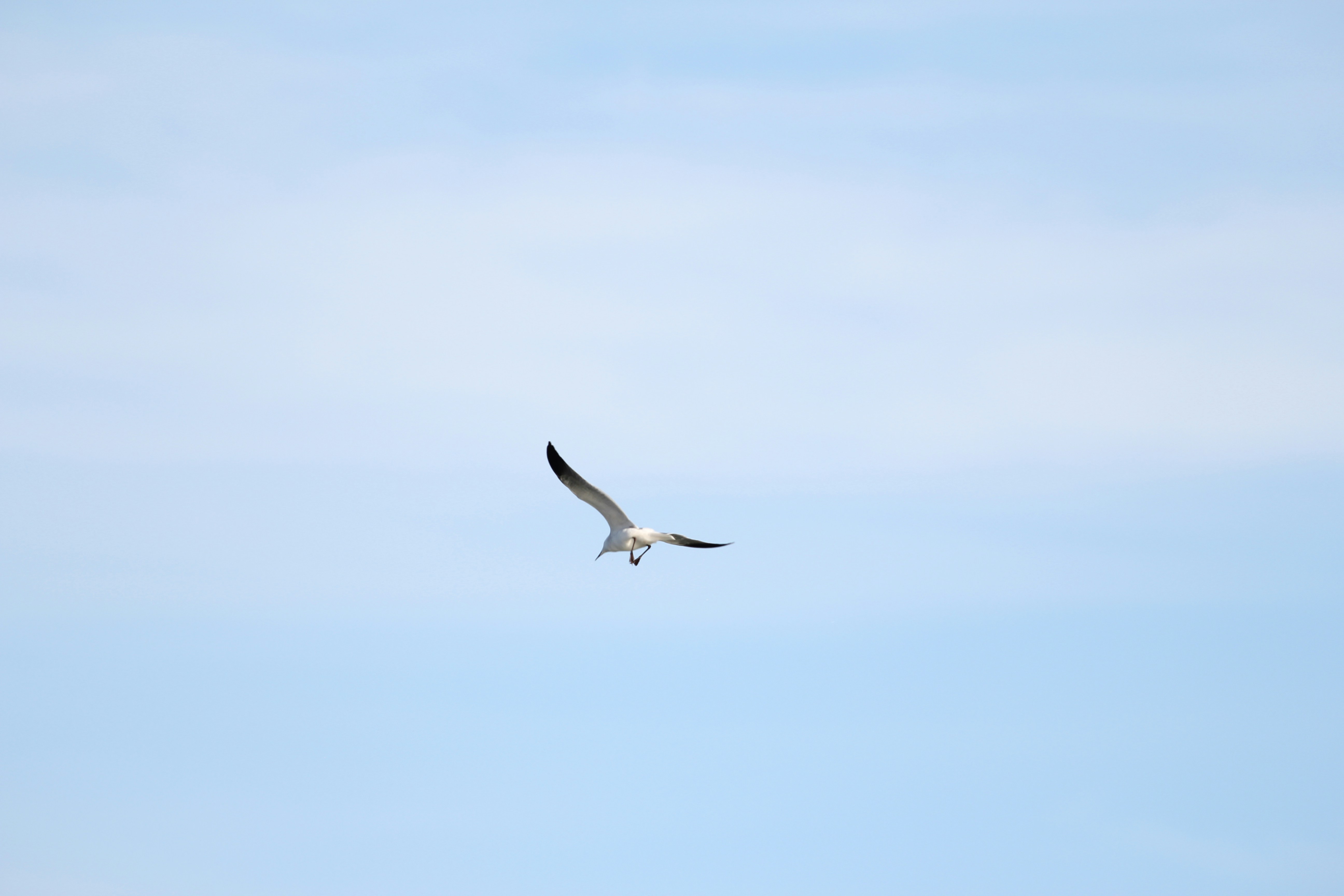 A seagull flying in a clear blue sky.