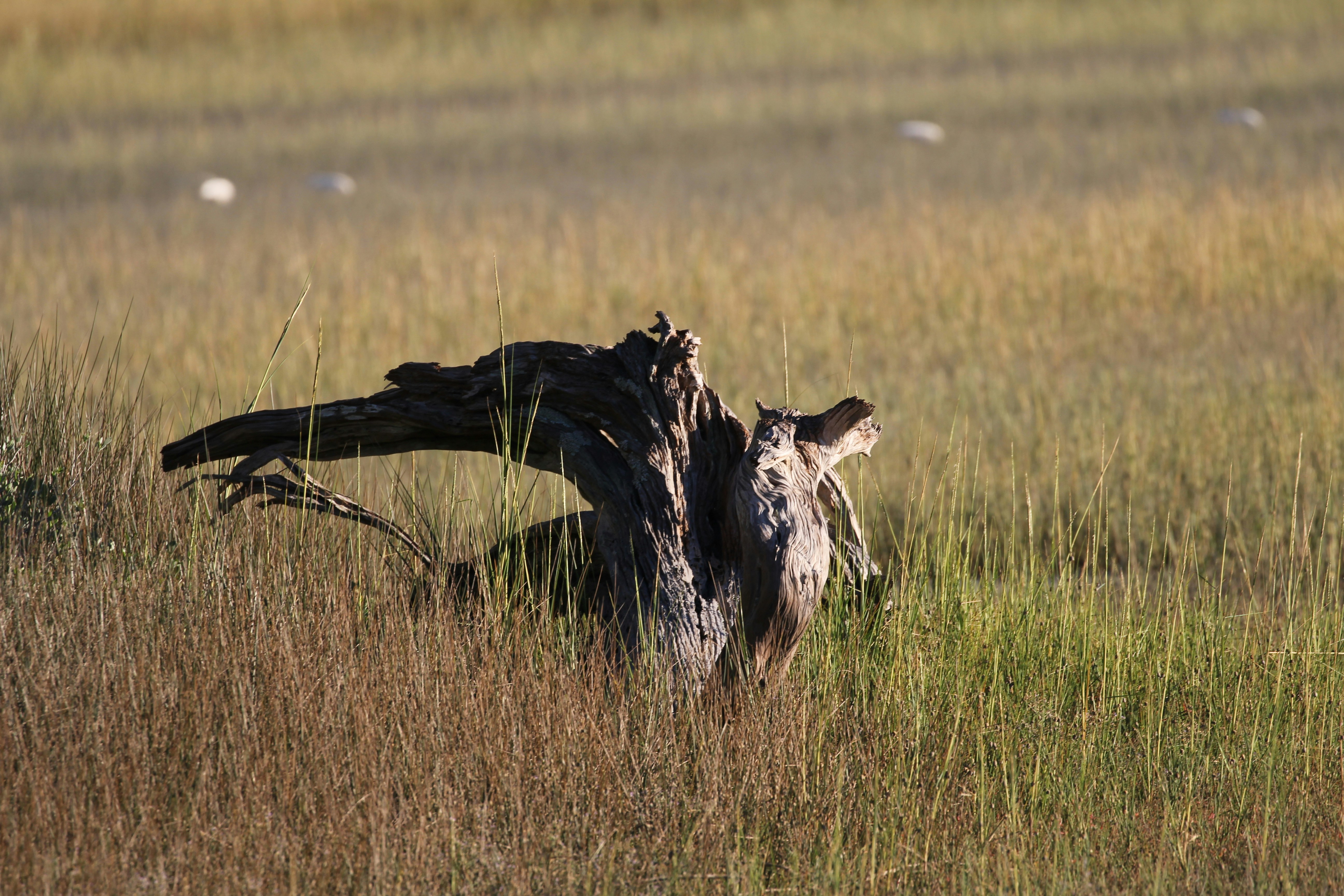 Old driftwood stump in a grassy marshland