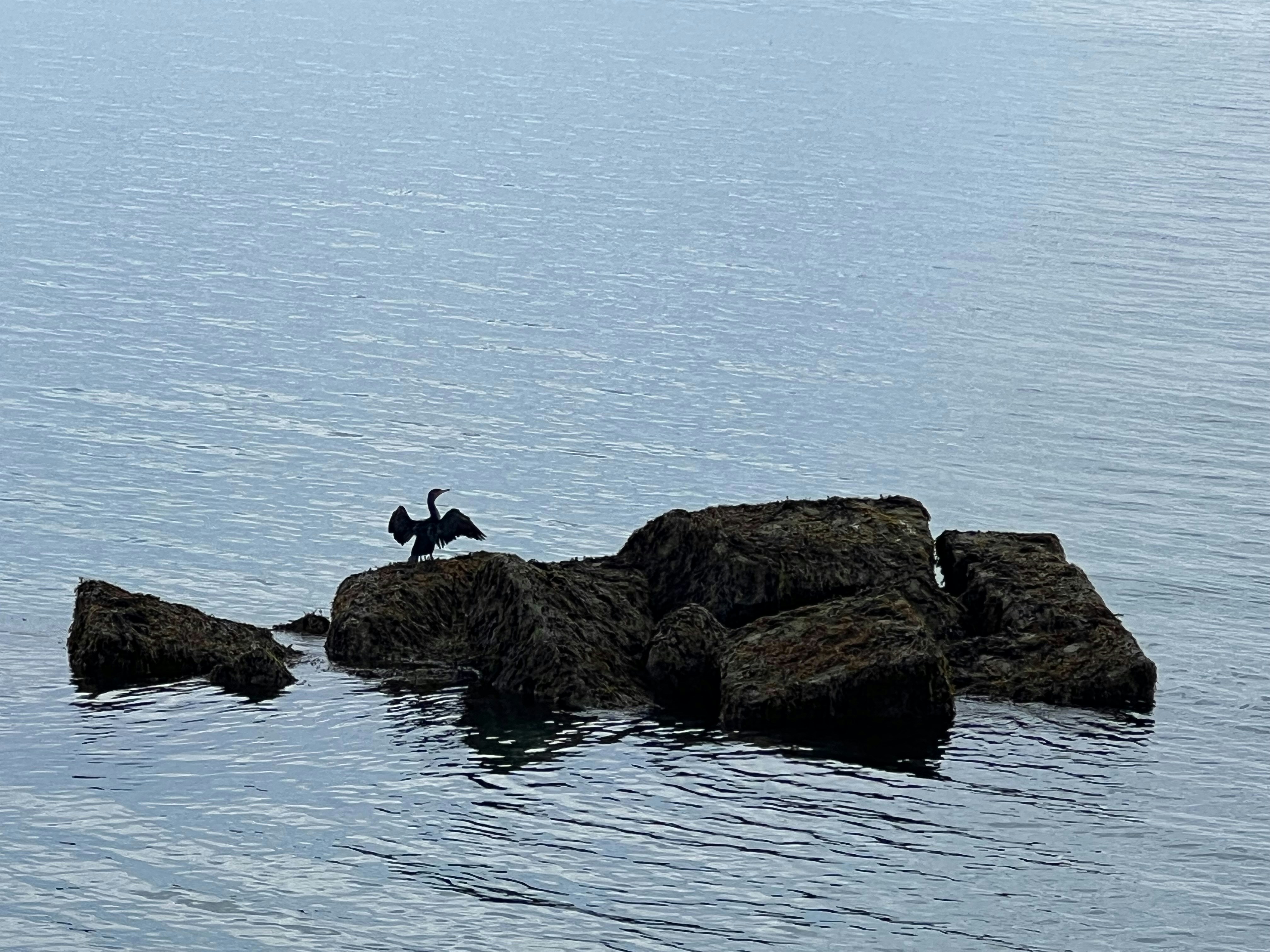 A cormorant bird stands on rocks in the ocean.