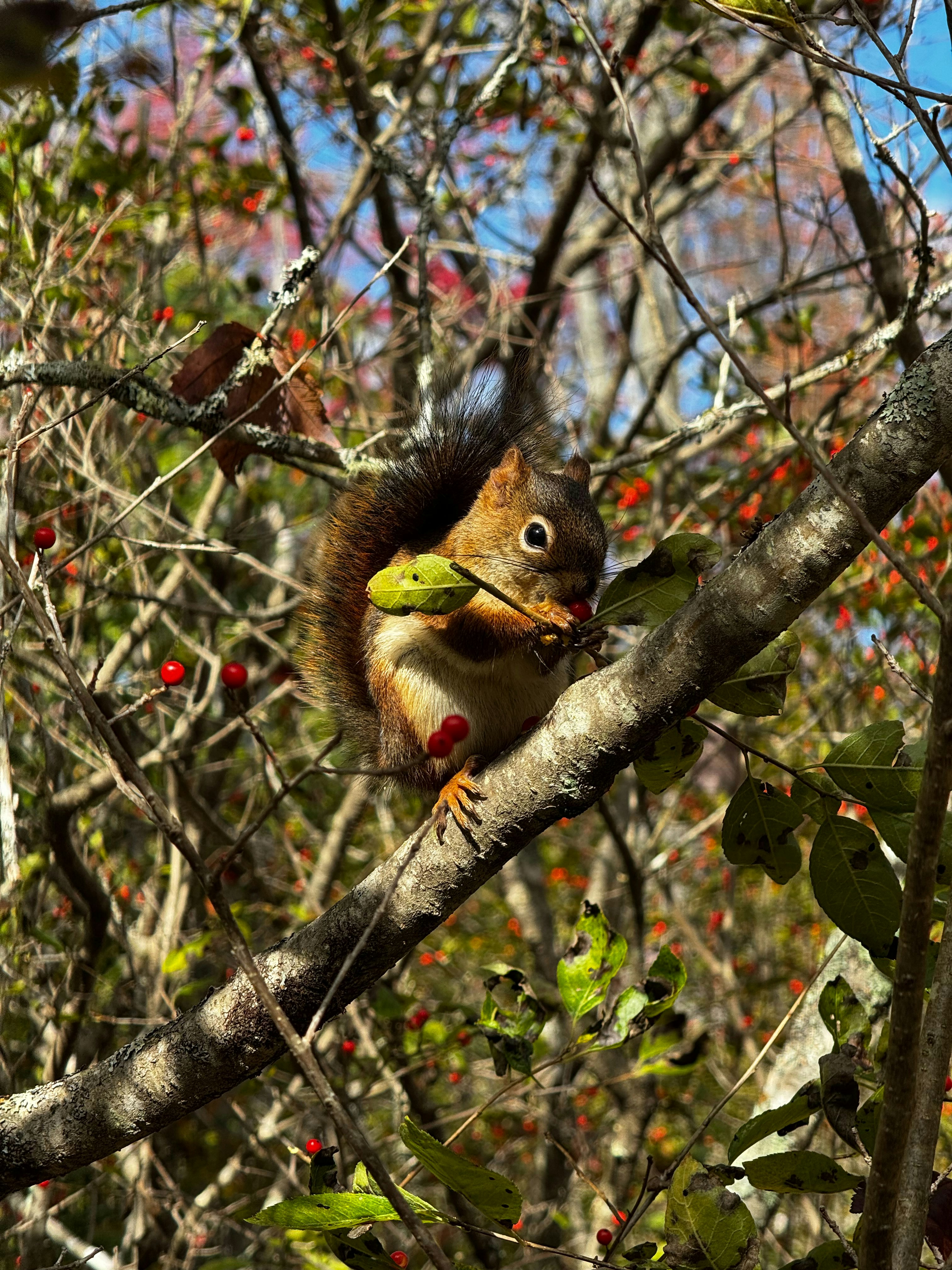 A squirrel eating a nut on a tree branch.