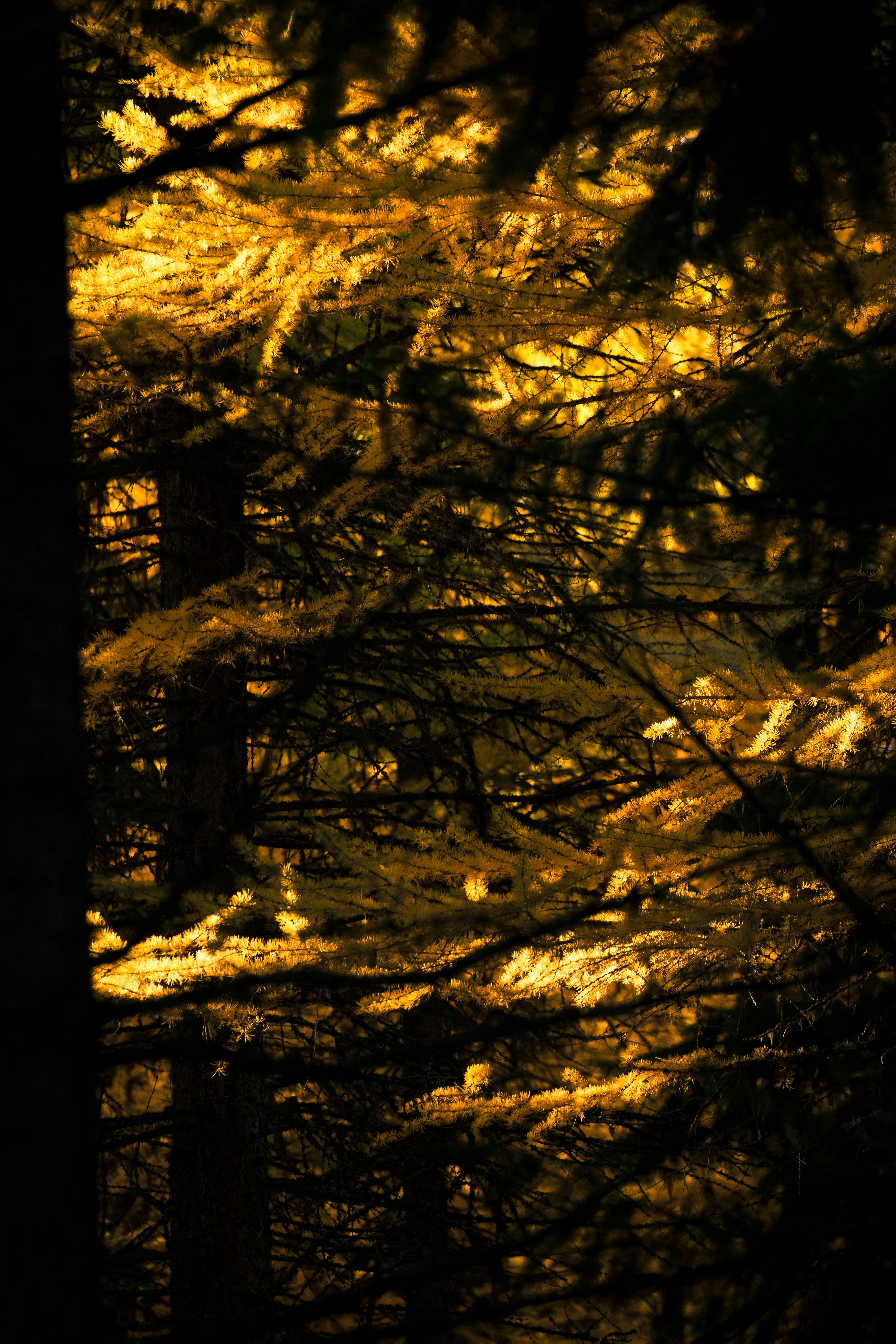 Golden sunlight filters through dark forest trees.