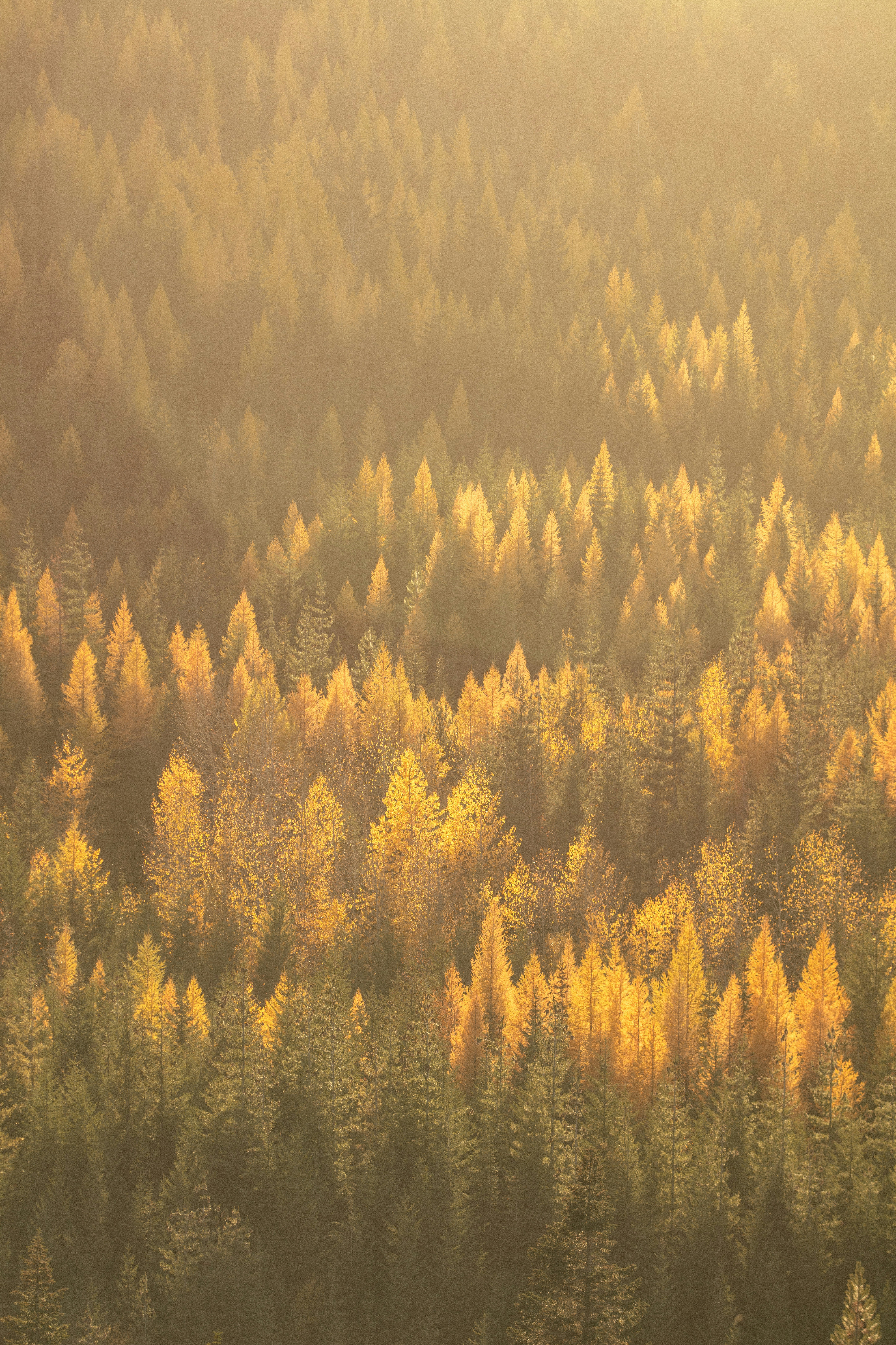 Golden autumn forest canopy bathed in sunlight
