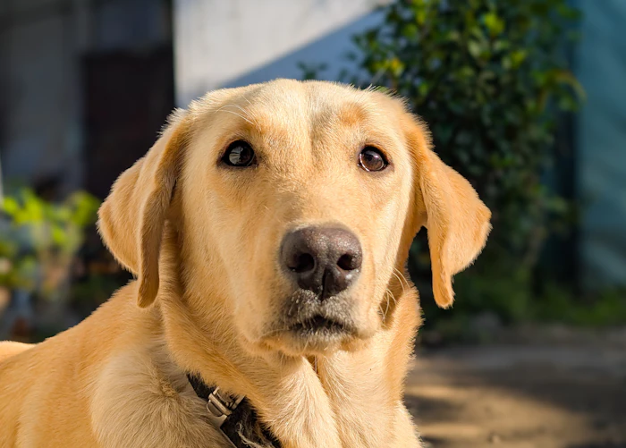 Close-up of a golden labrador's face