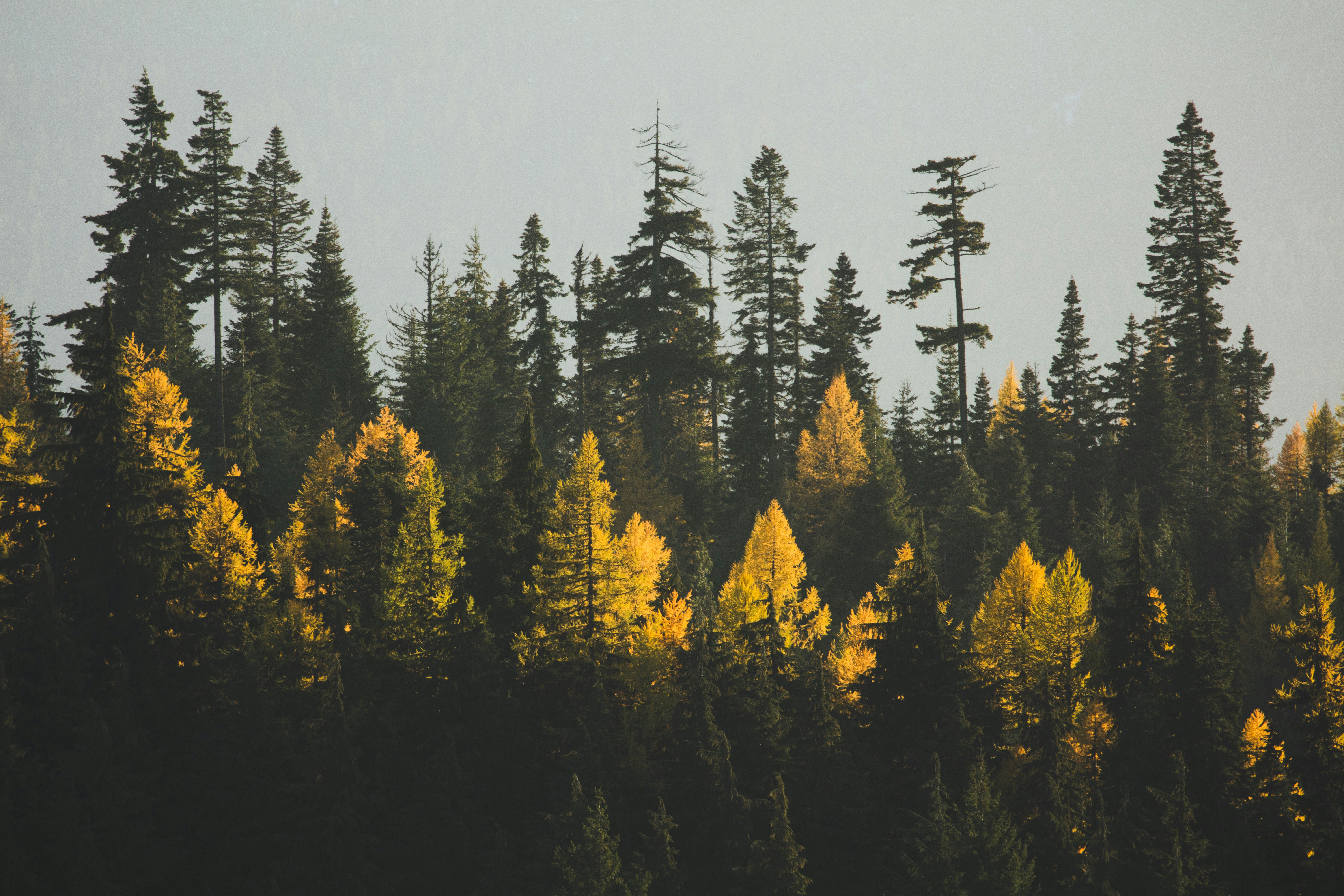 Golden autumn trees in a dark forest