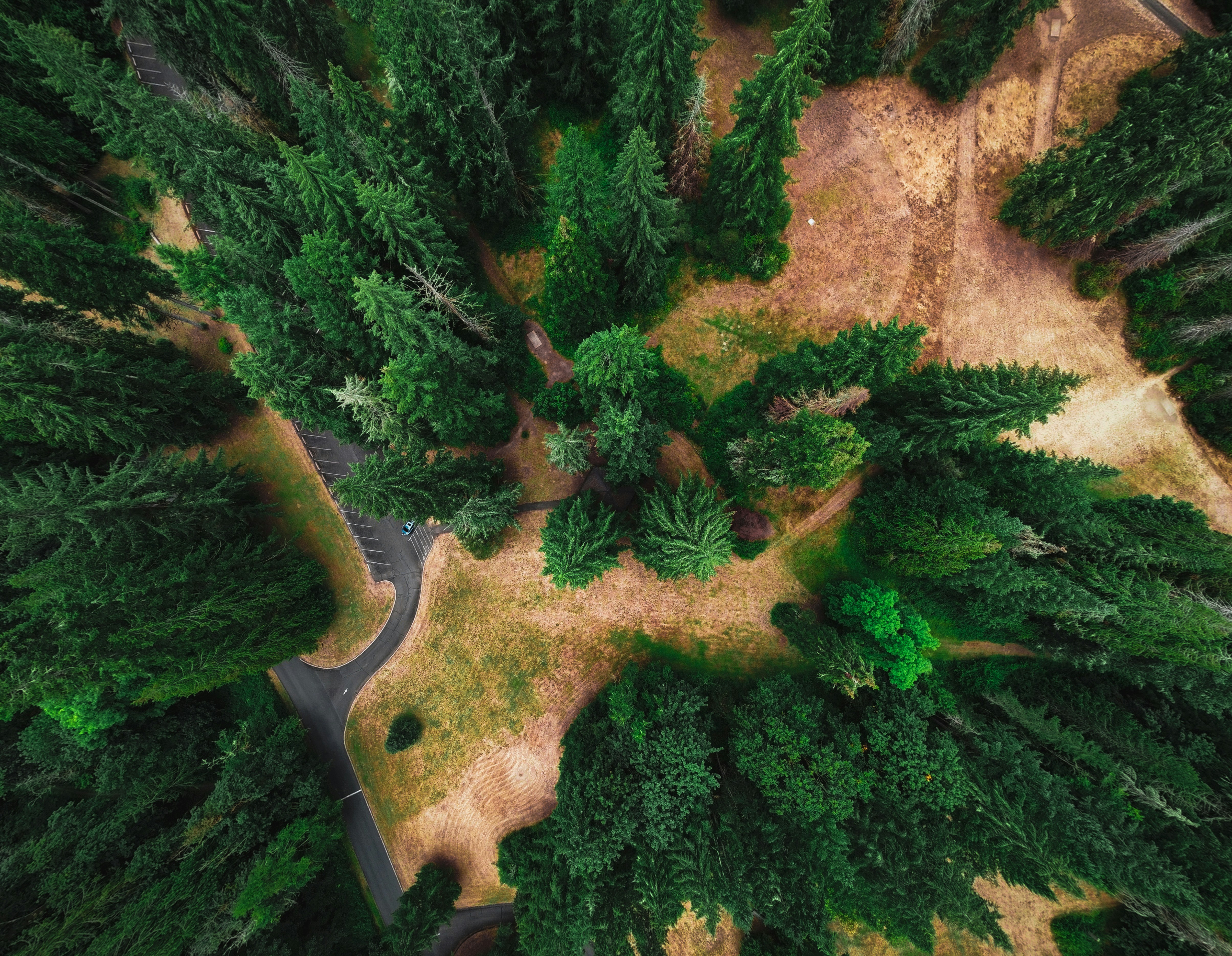 Aerial view of a dense green forest with a path.