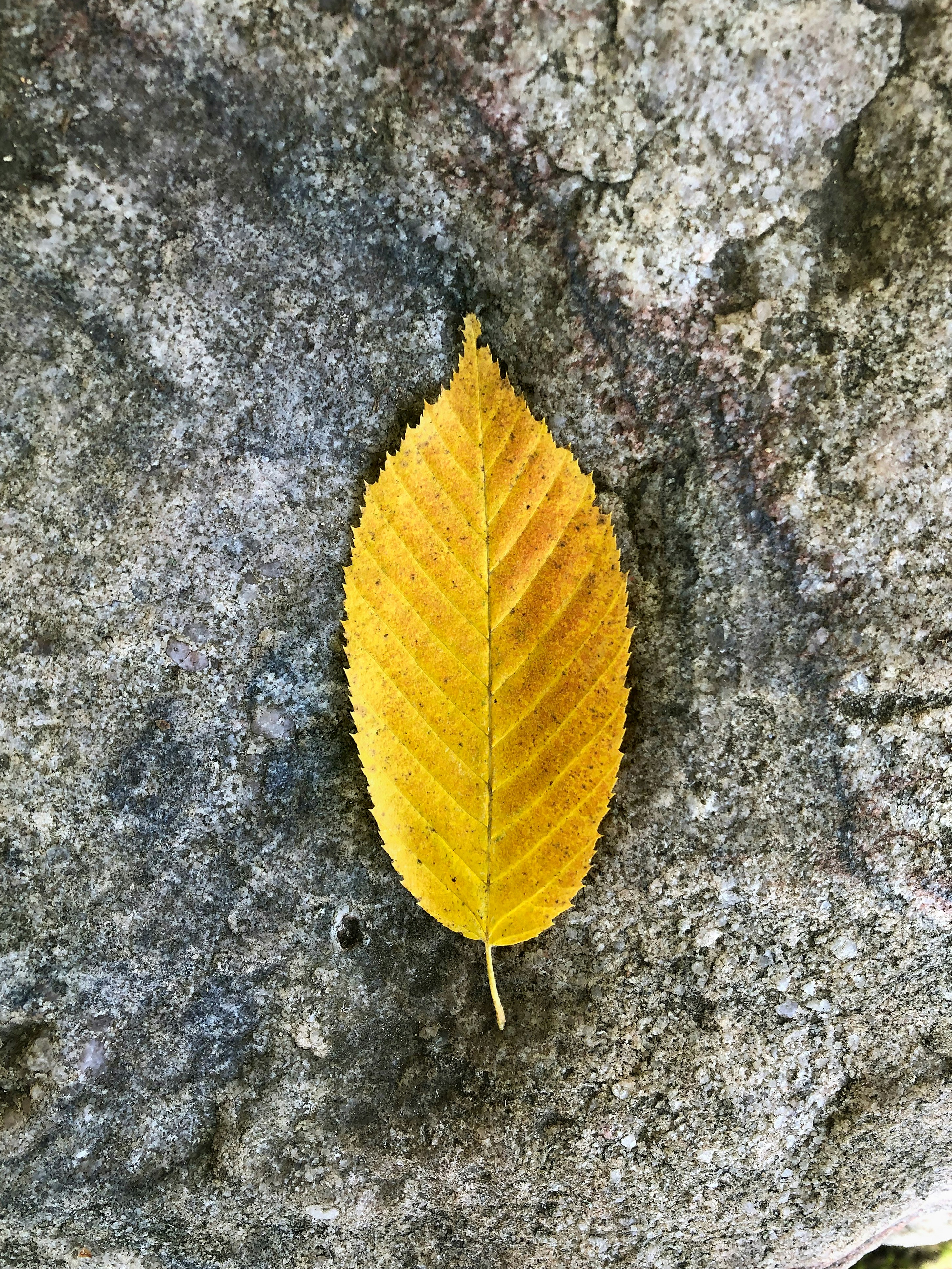 A single yellow leaf rests on a textured gray rock.