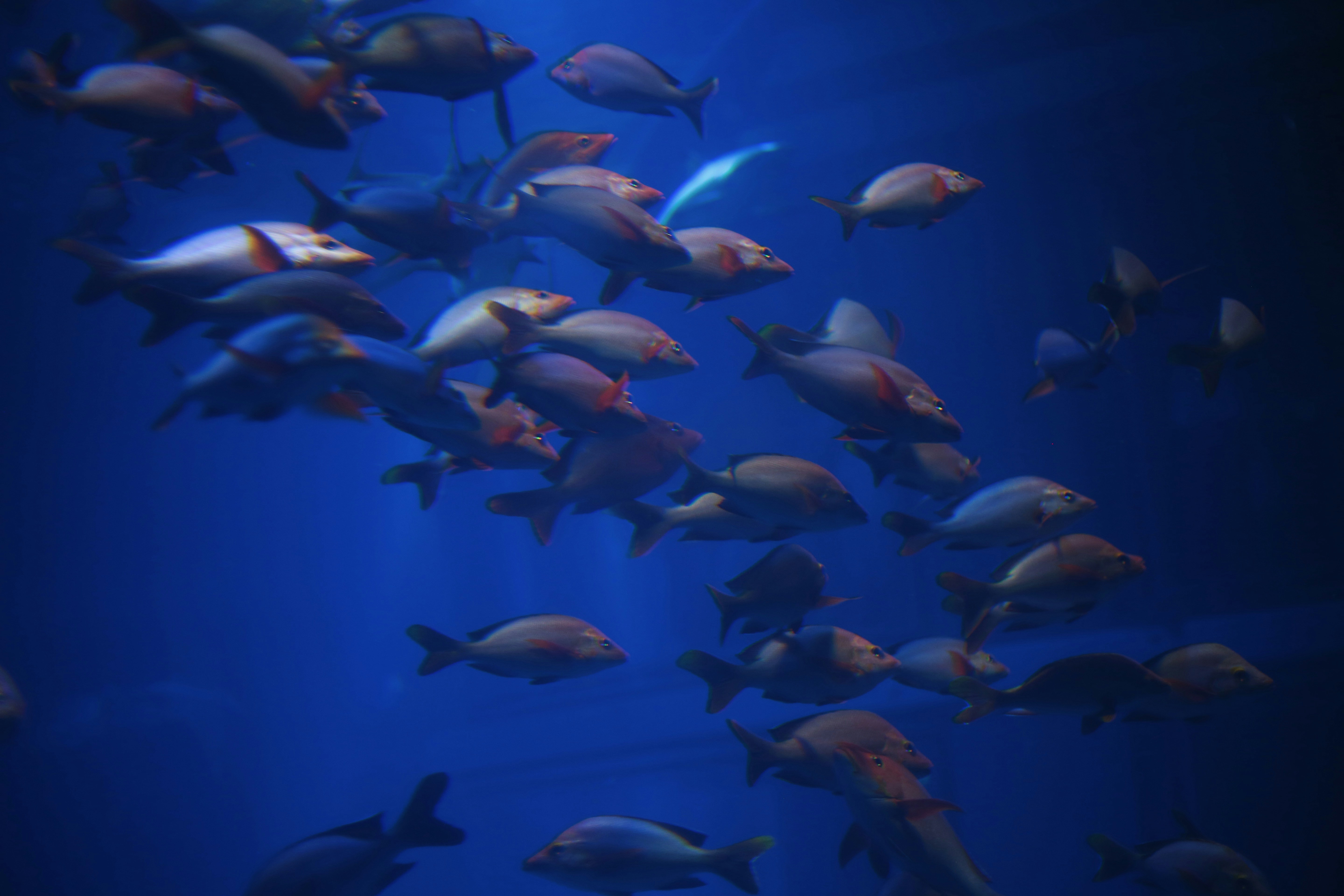 초보자들이 쉽게 키울 수 있는 물고기 종류 : 네이버 블로그, image size:3000x2000