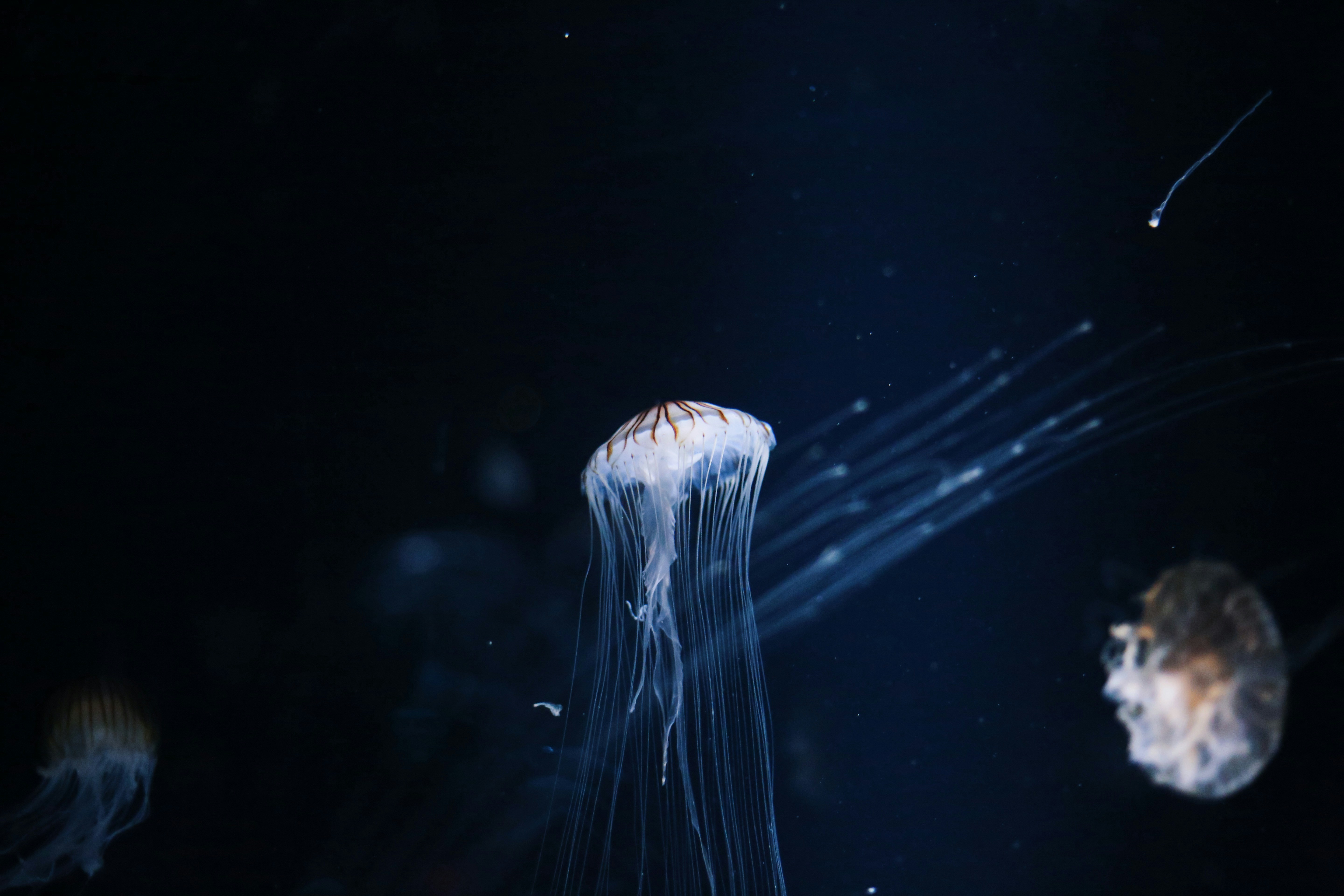 Photo by sophia70307