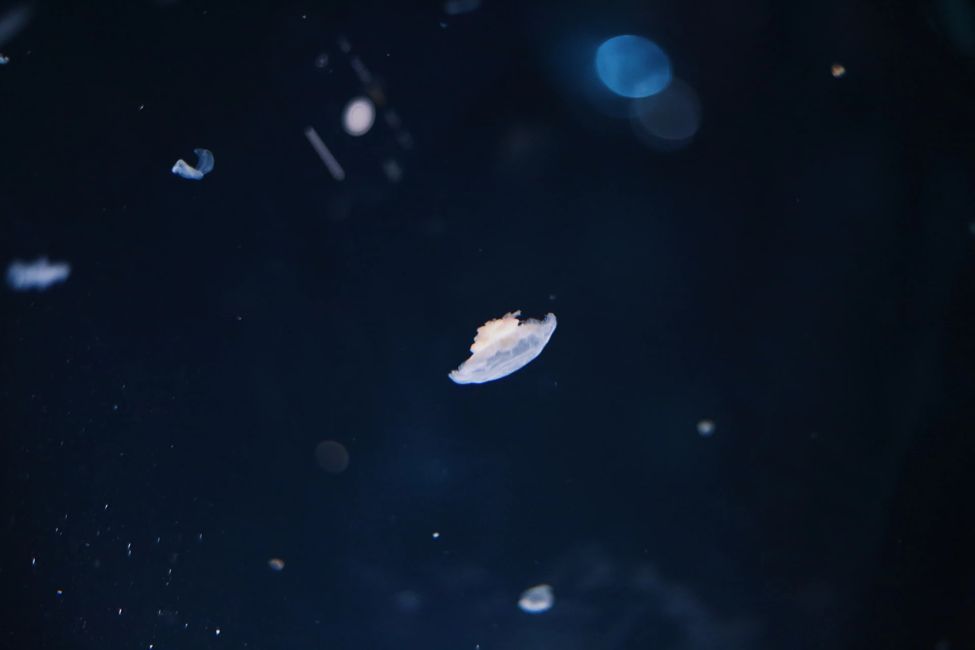 A small jellyfish floats in dark water.