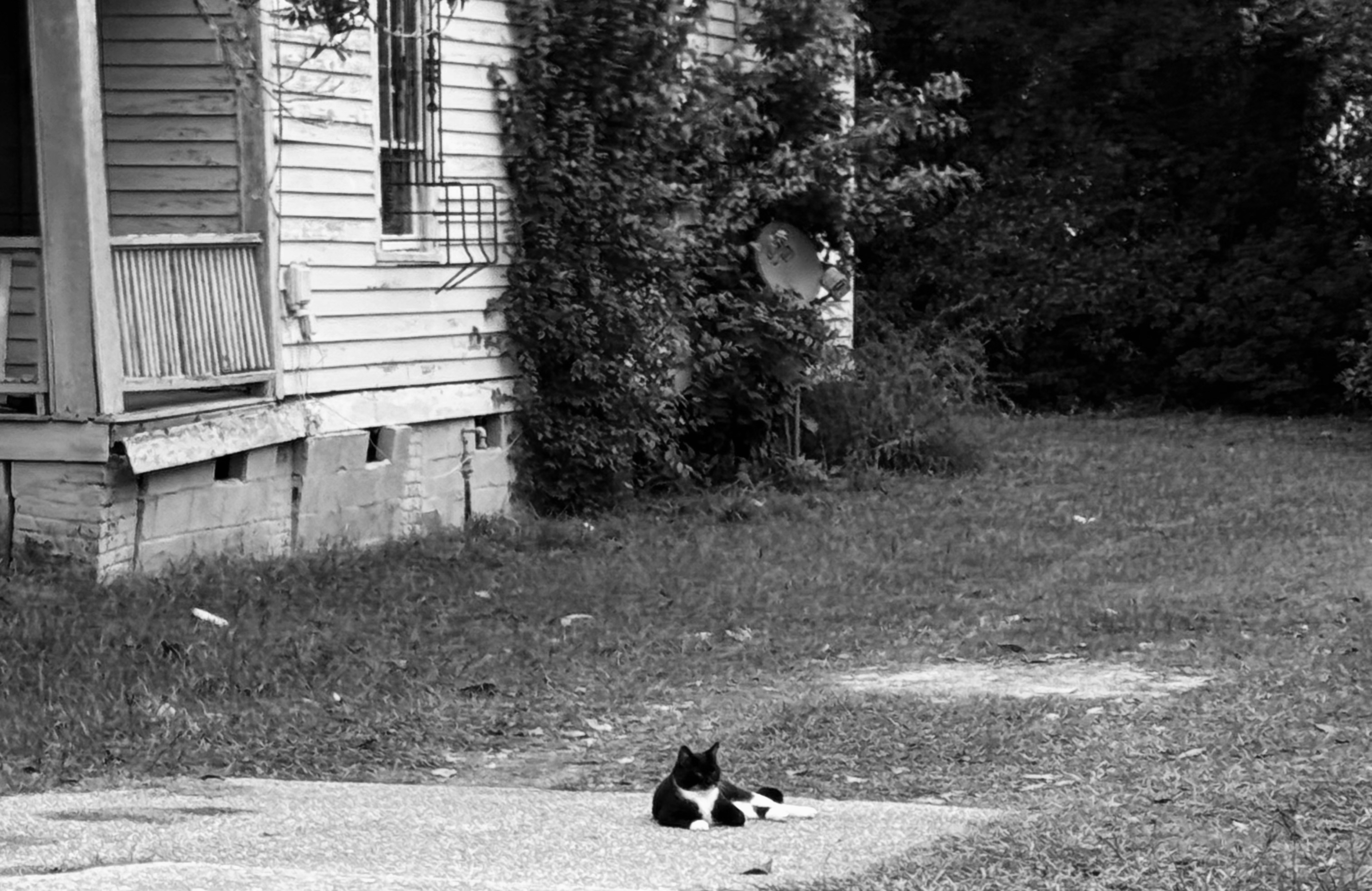 A black and white cat rests outdoors near a house