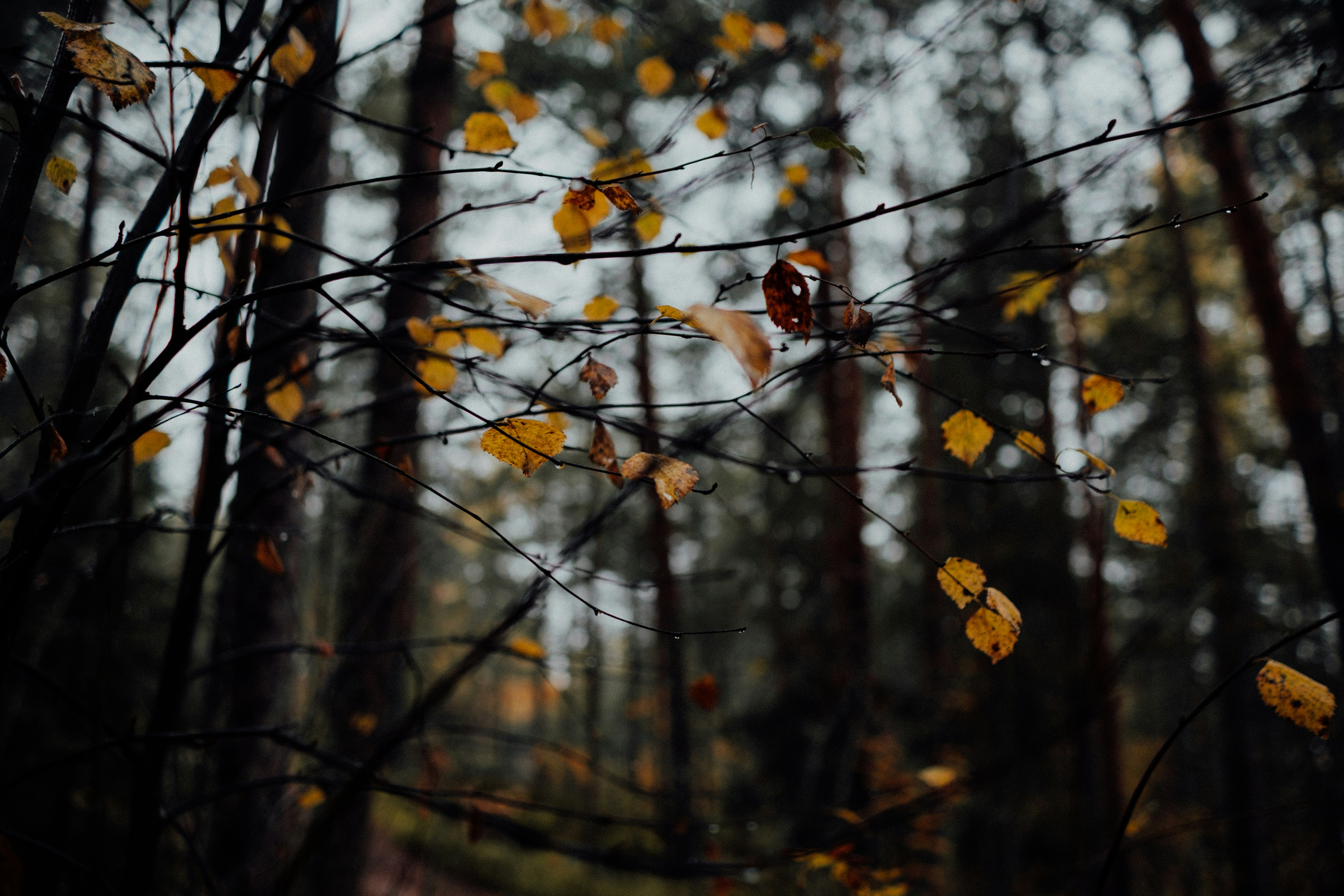 Photo by valentinakond