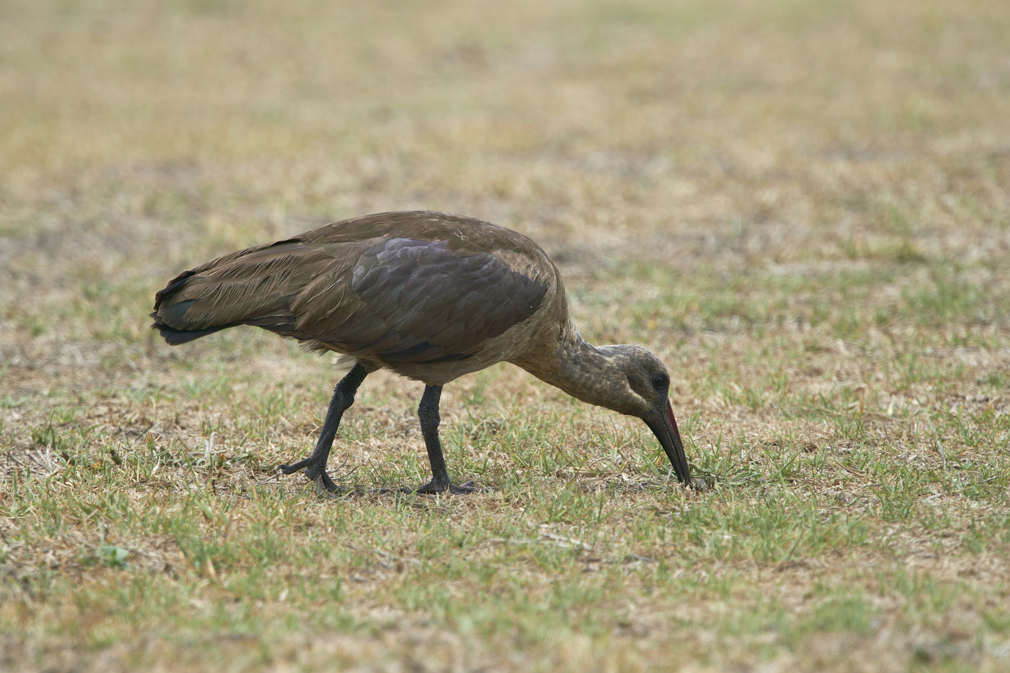 Photo by wolfgang_hasselmann