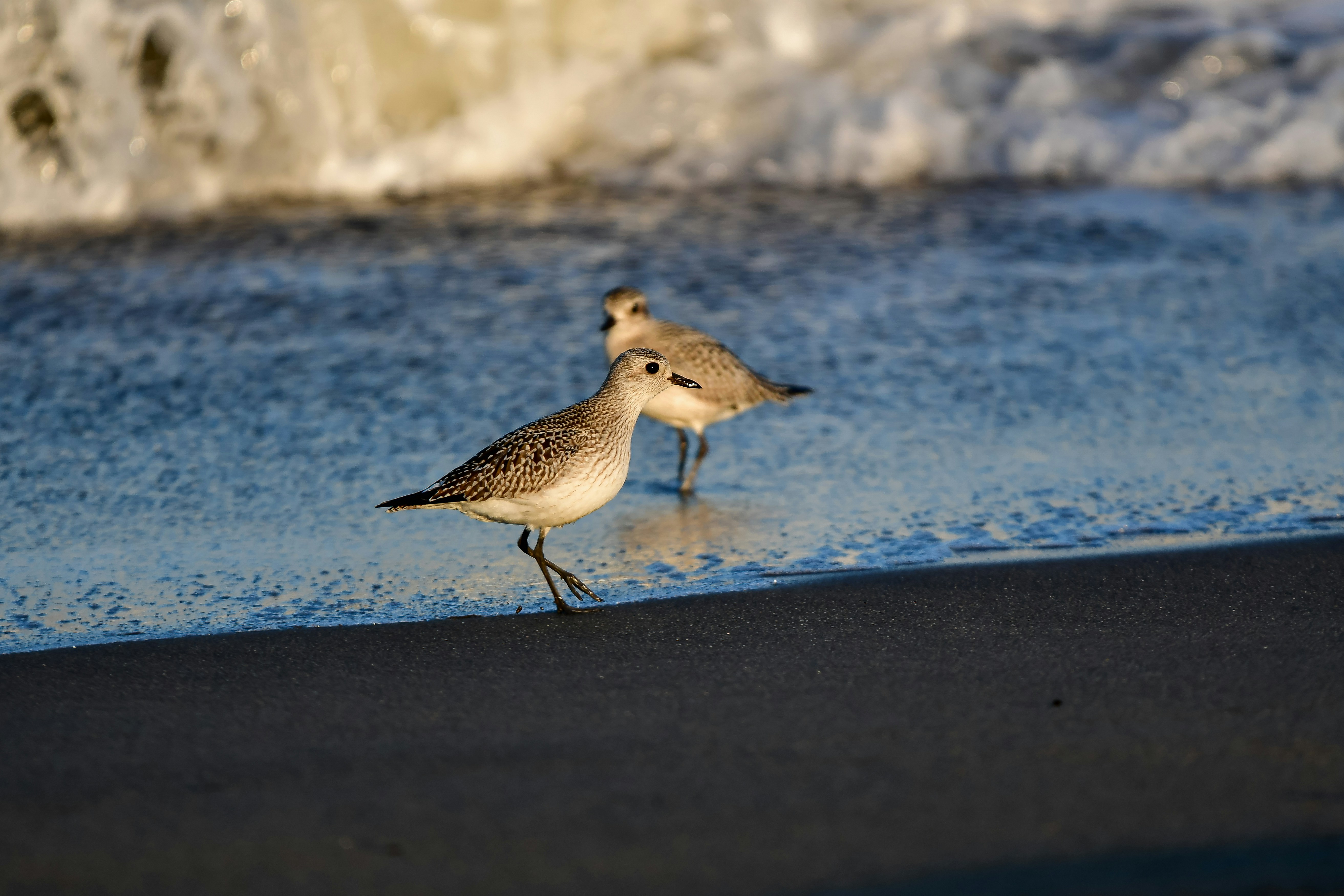Two sandpipers walk along the ocean shoreline.
