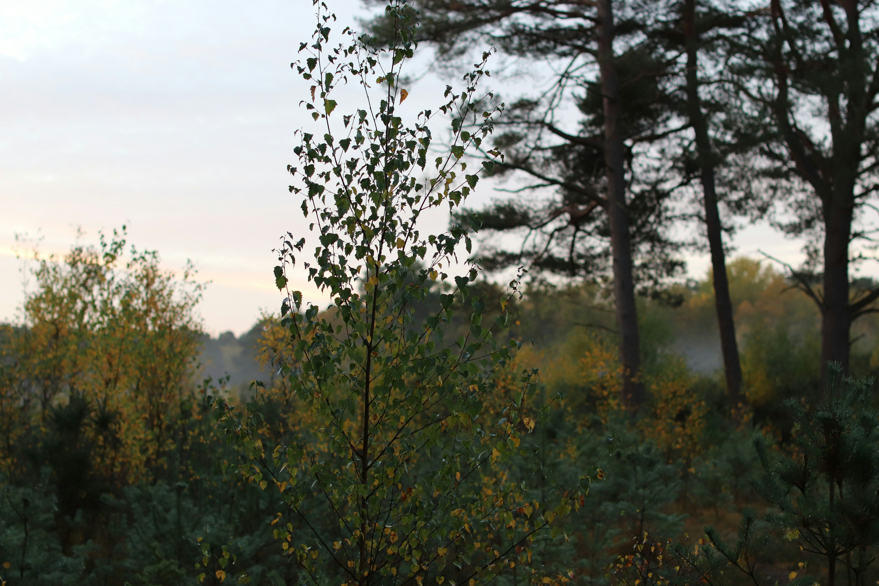 Photo by tanyabarrow