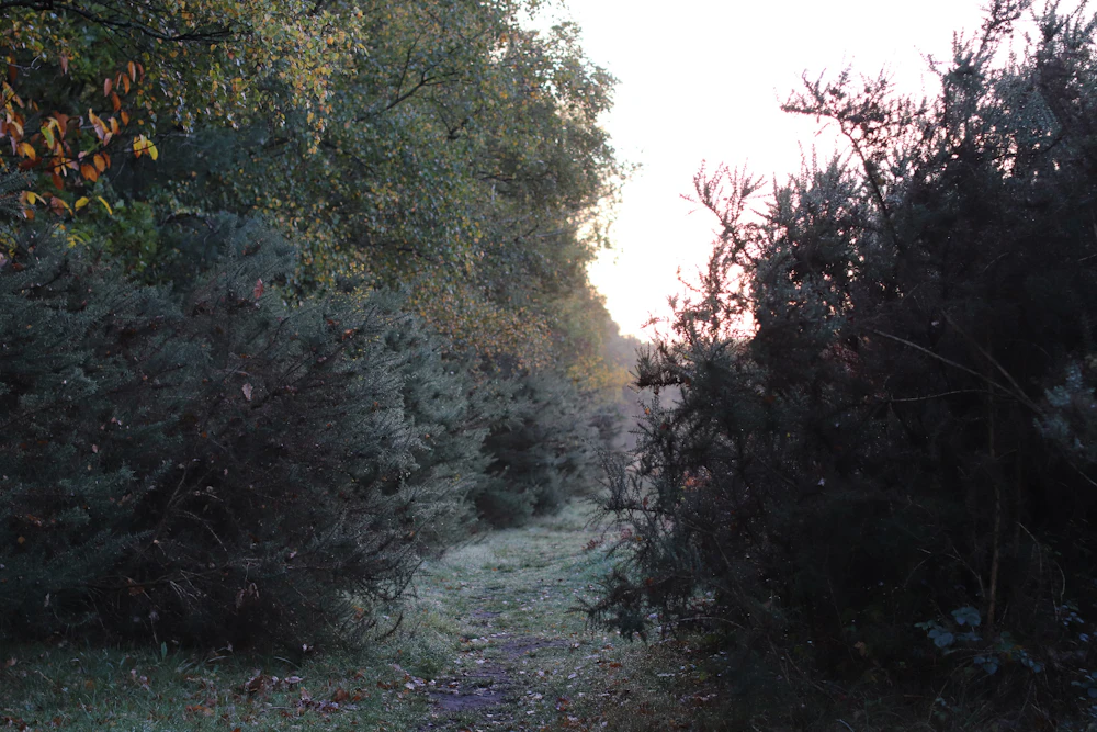 Morgenlicht fällt auf einen Weg durch den Wald
