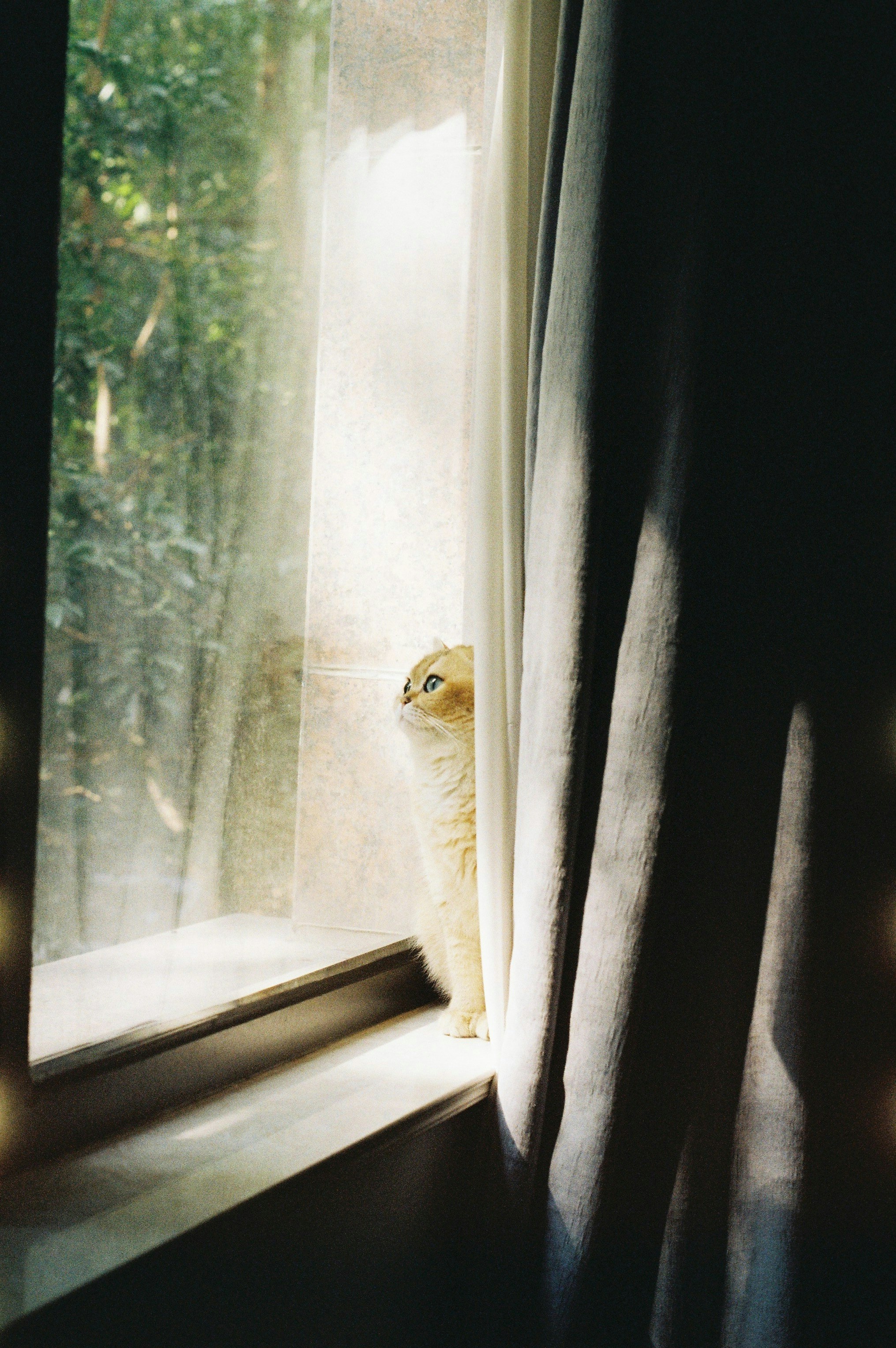 Kitten peeking through curtains by a window.