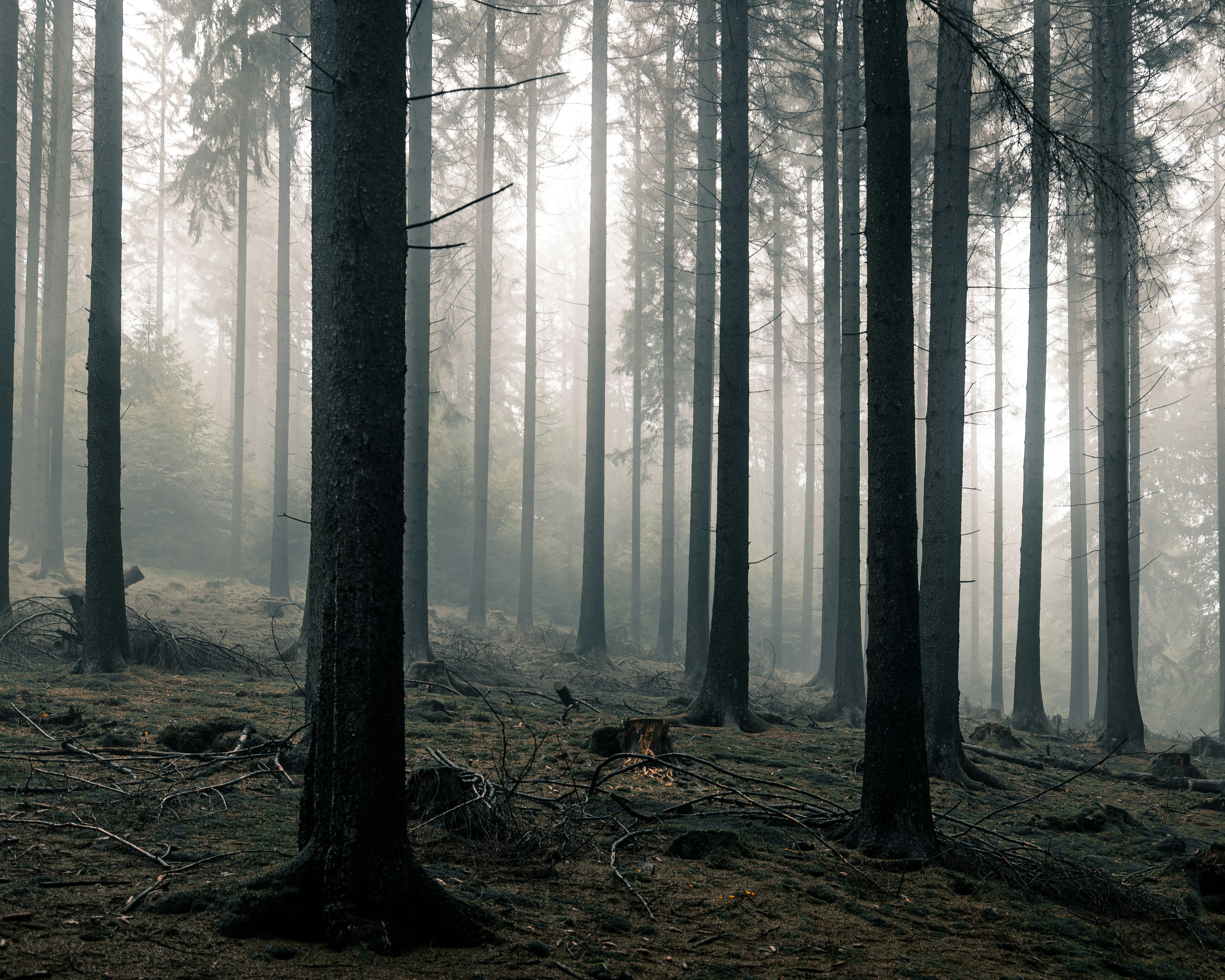 Tall trees in a misty, dark forest