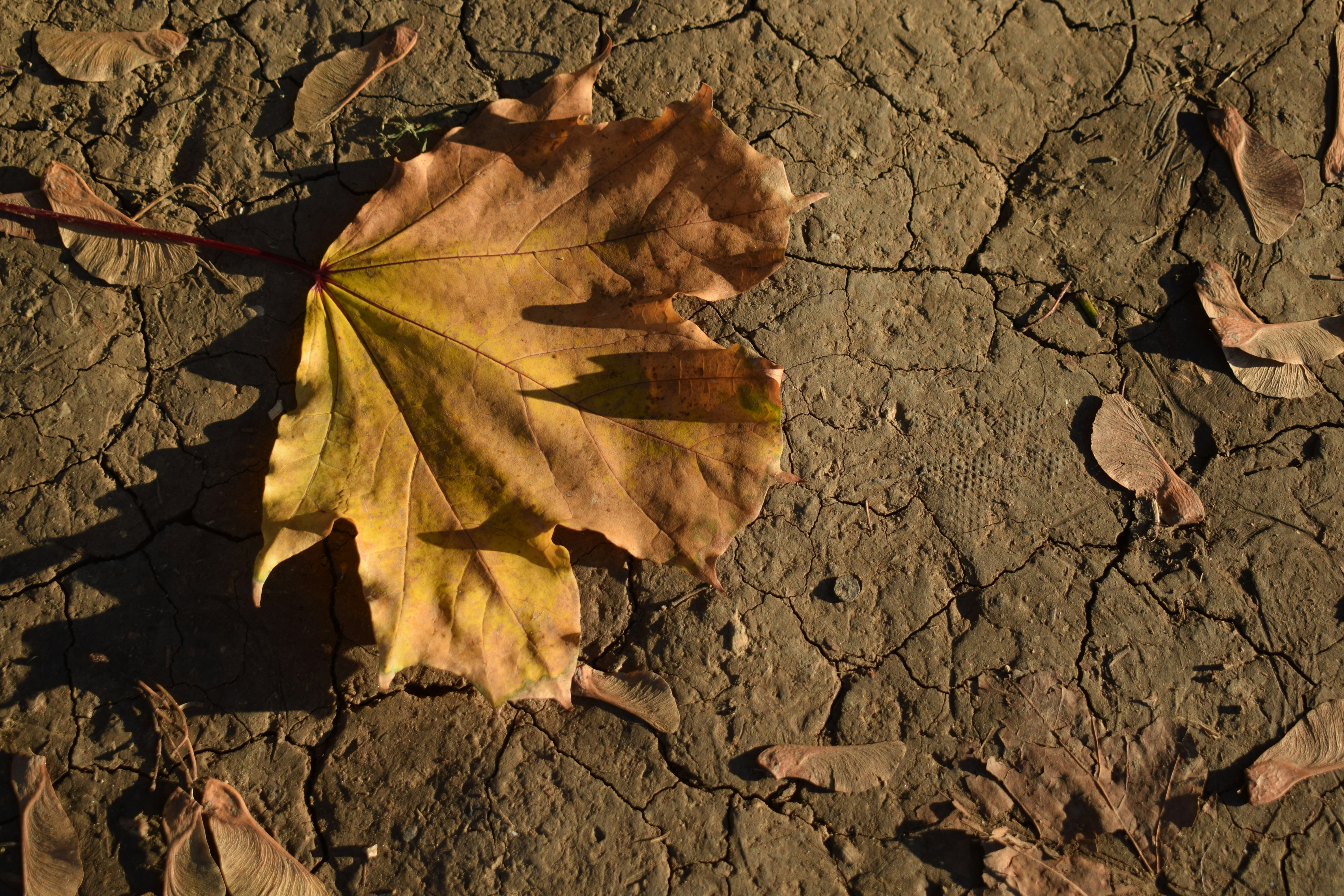 A single fallen autumn leaf on dry, cracked earth.