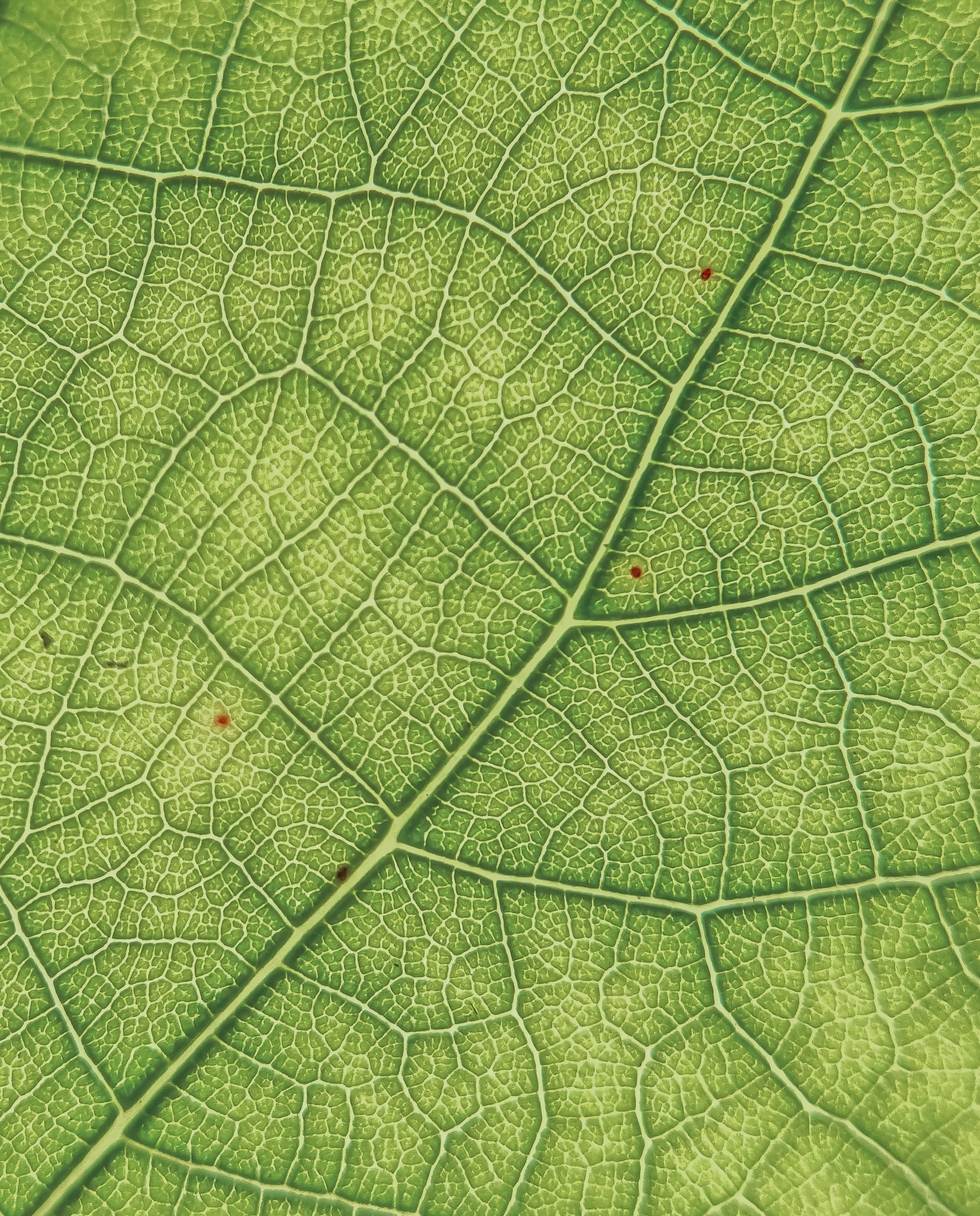 Close-up of Mosaic Virus on Leaves
