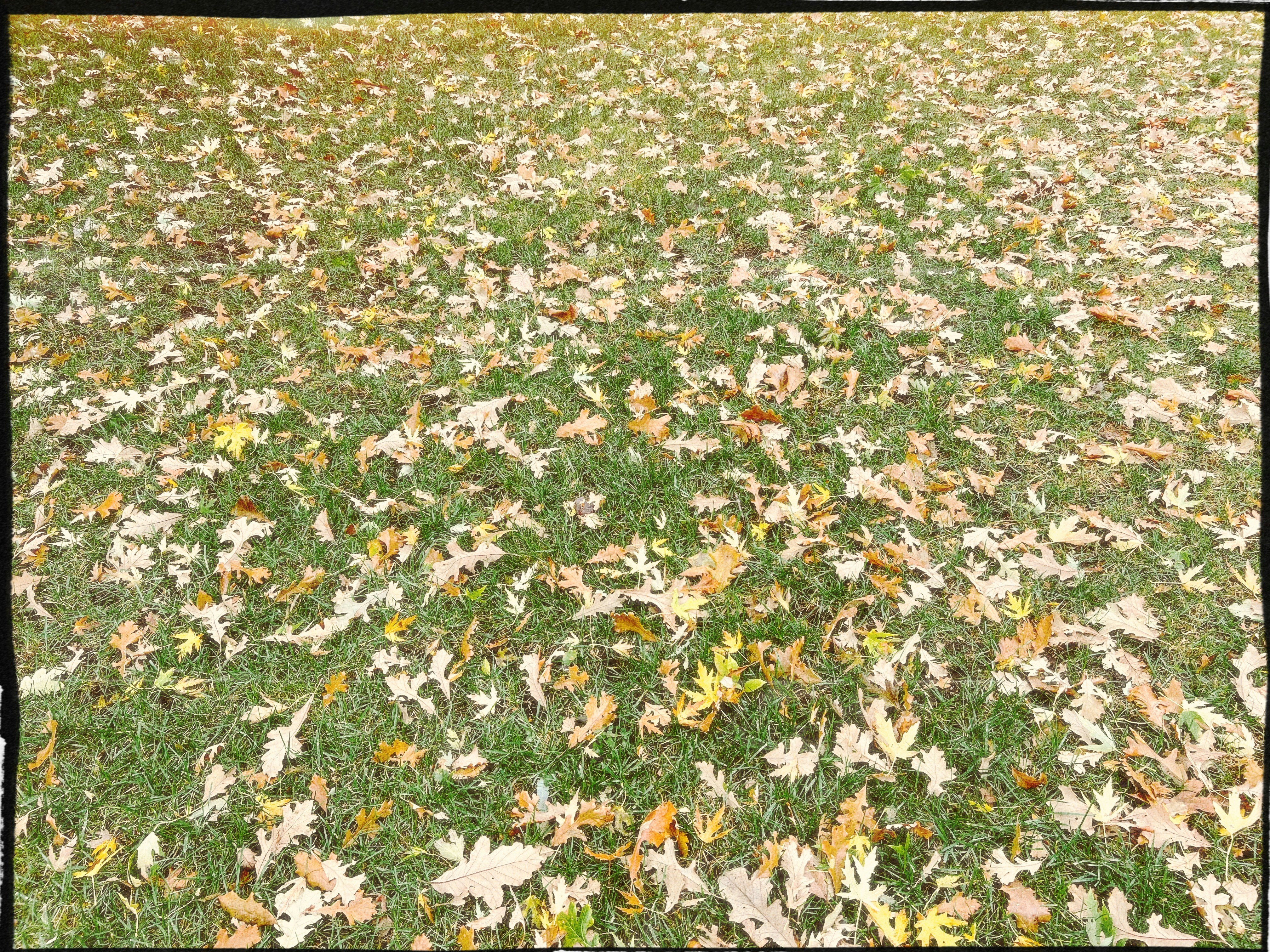 Fallen autumn leaves scattered across green grass.