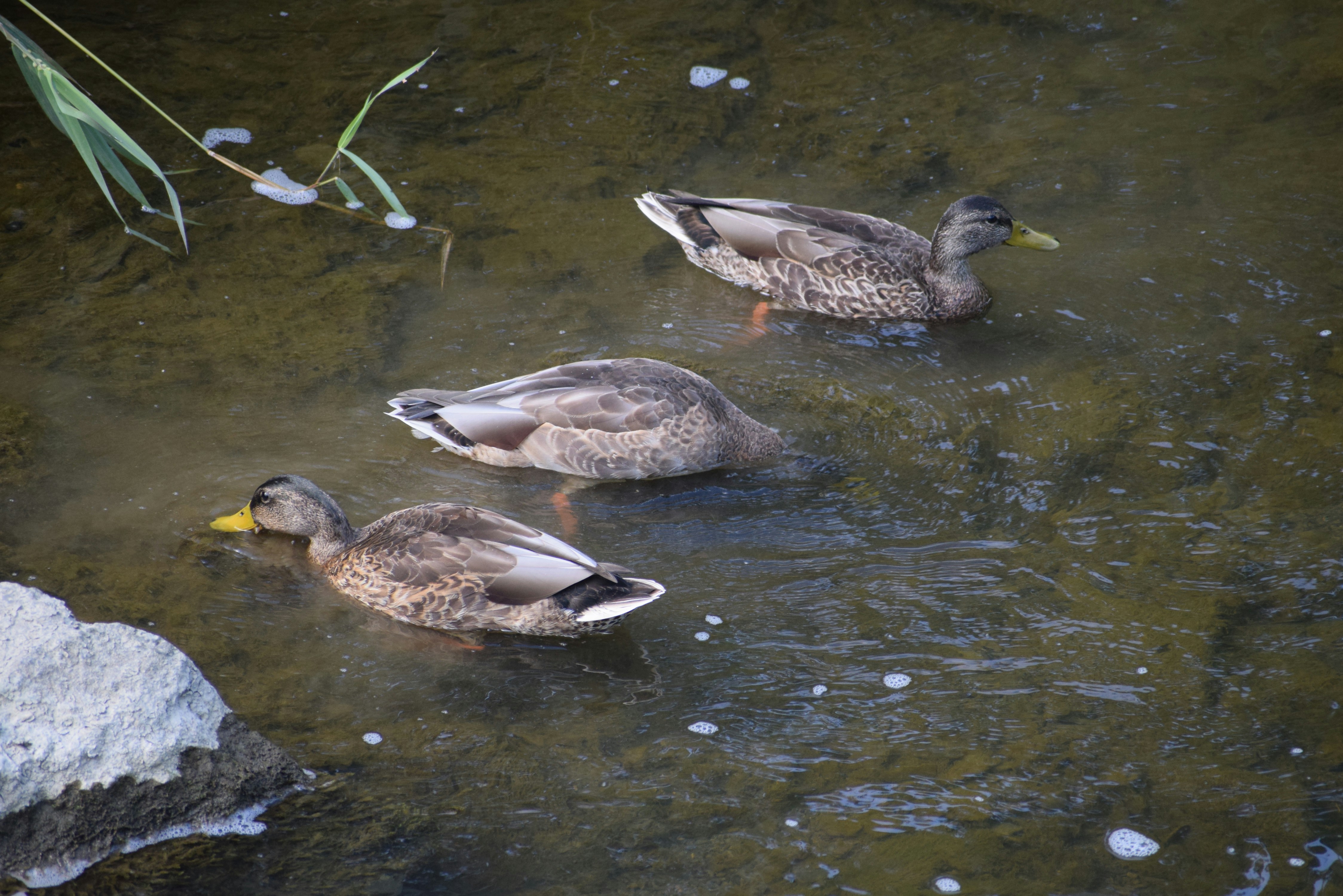 Photo by menesesangel